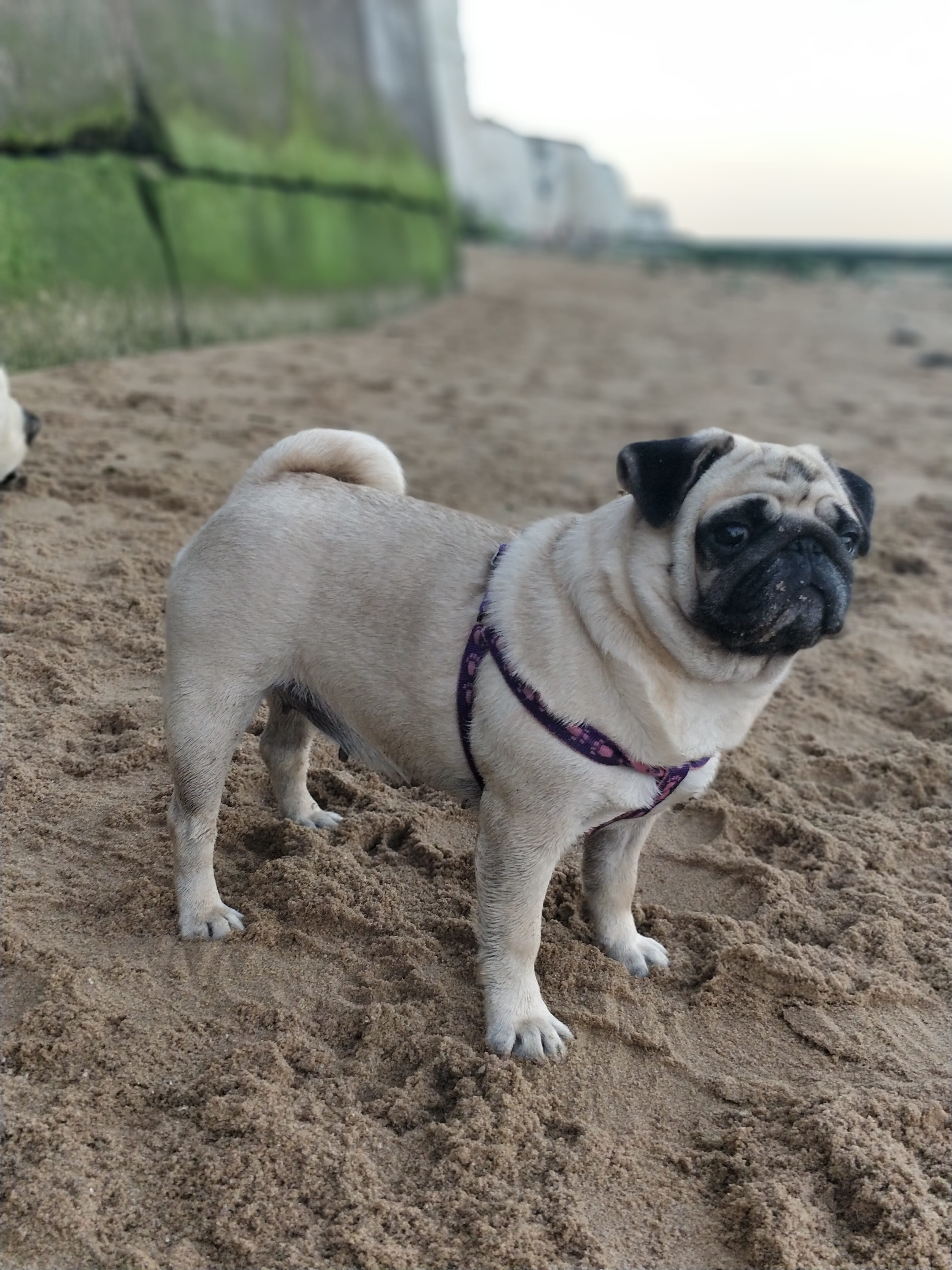 Sand, lap dog, Animal, domestic animals, looking, pets, beach, Dog, Cute, mammal, Pugs, canine, nature, one animal, outdoors, no people, puppy, vertebrate, Phone HD Wallpaper