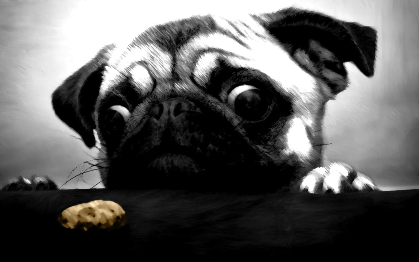 720P, indoors, looking at camera, vertebrate, canine, depression - sadness, animal body part, small, close-up, pug, dog, animal themes, animal nose, one animal, HD Wallpaper