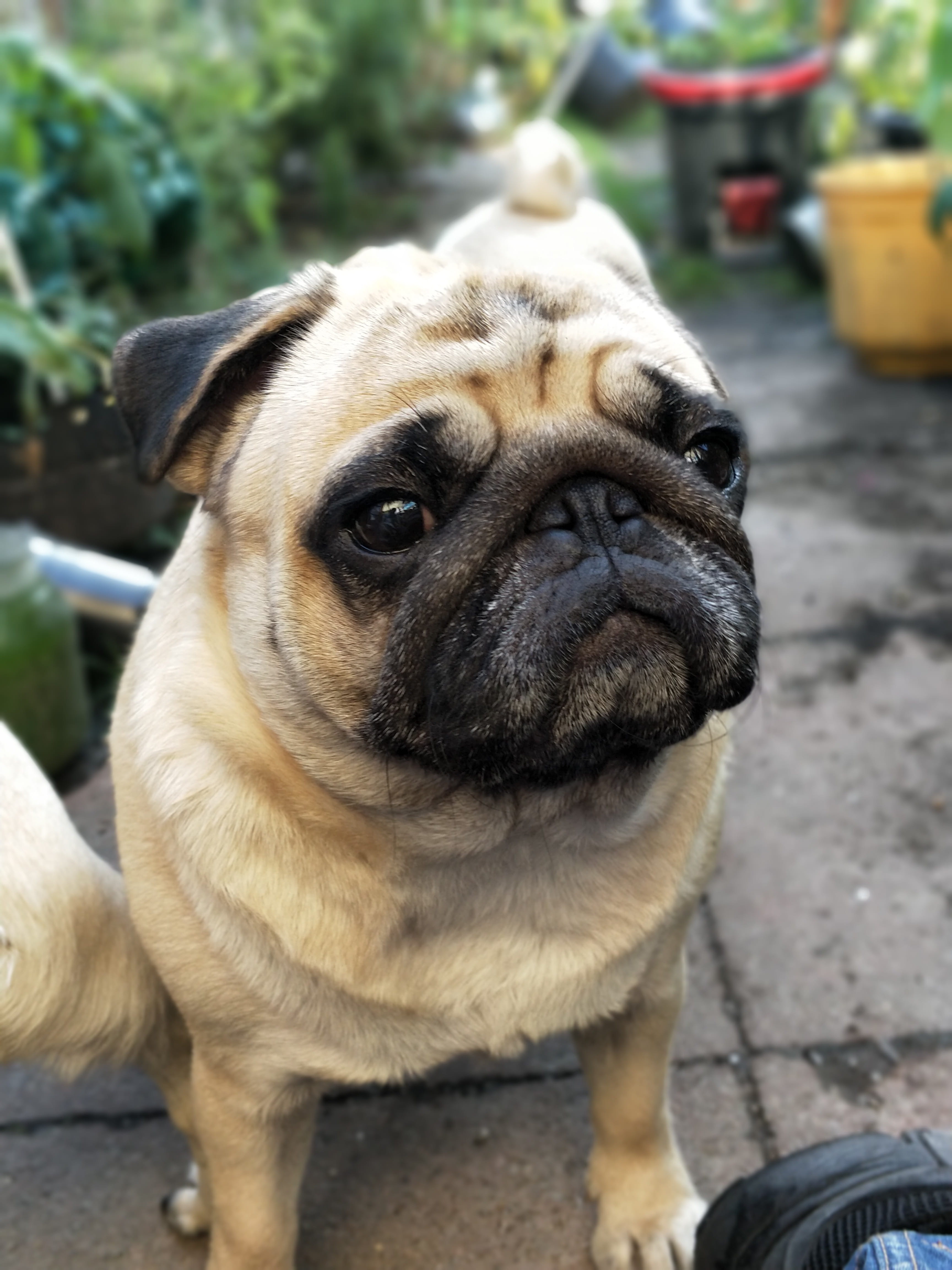 domestic, Pug, domestic animals, looking at camera, Cute, 4K, photo, dog, selective, daytime, waiting, fawn, vertebrate, focus on foreground, people, day, Phone HD Wallpaper