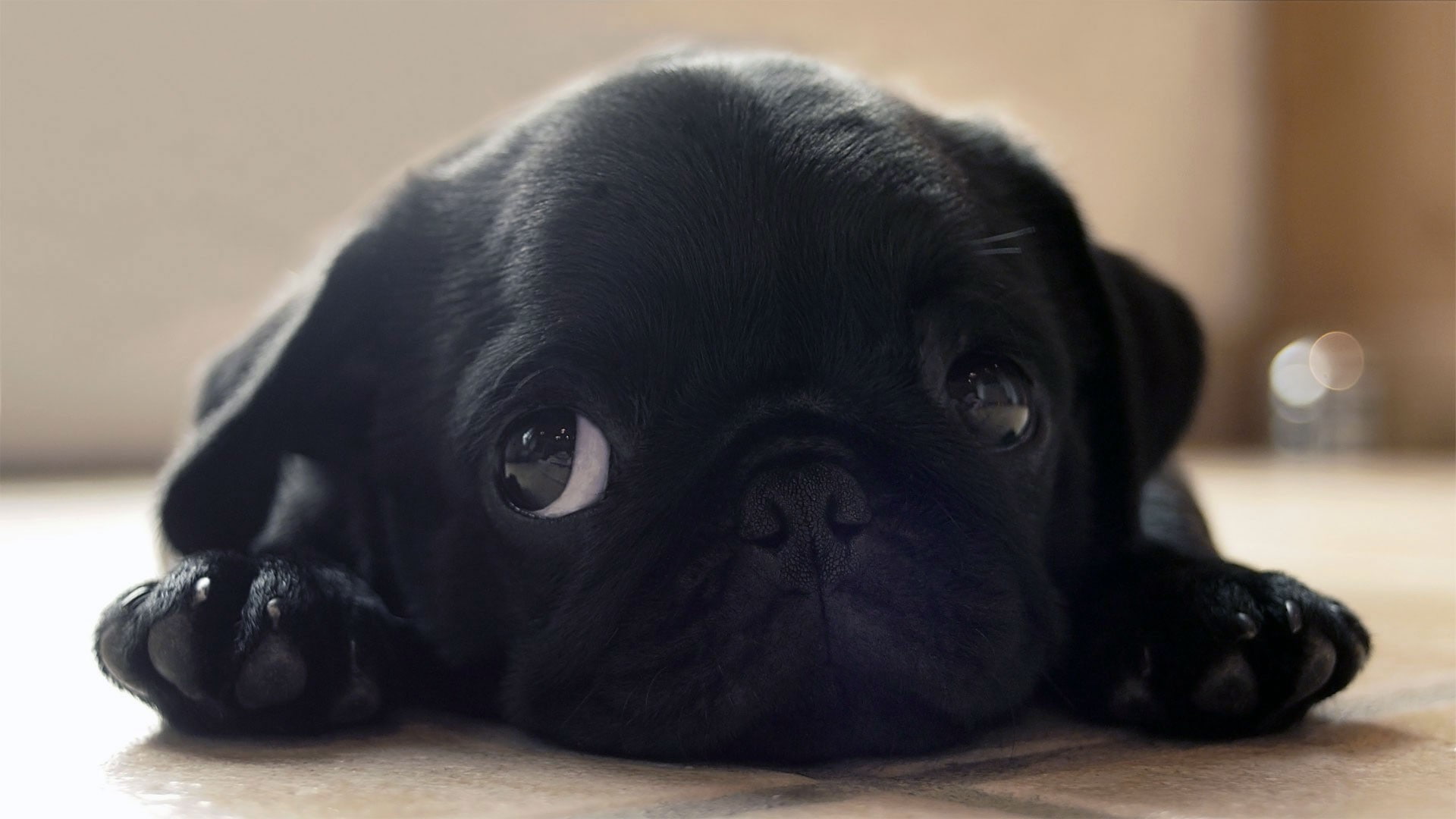 animal themes, looking at camera, flooring, depression - sadness, animal head, pets, puppy, lying down, 1080P, domestic, no people, portrait, indoors, HD Wallpaper
