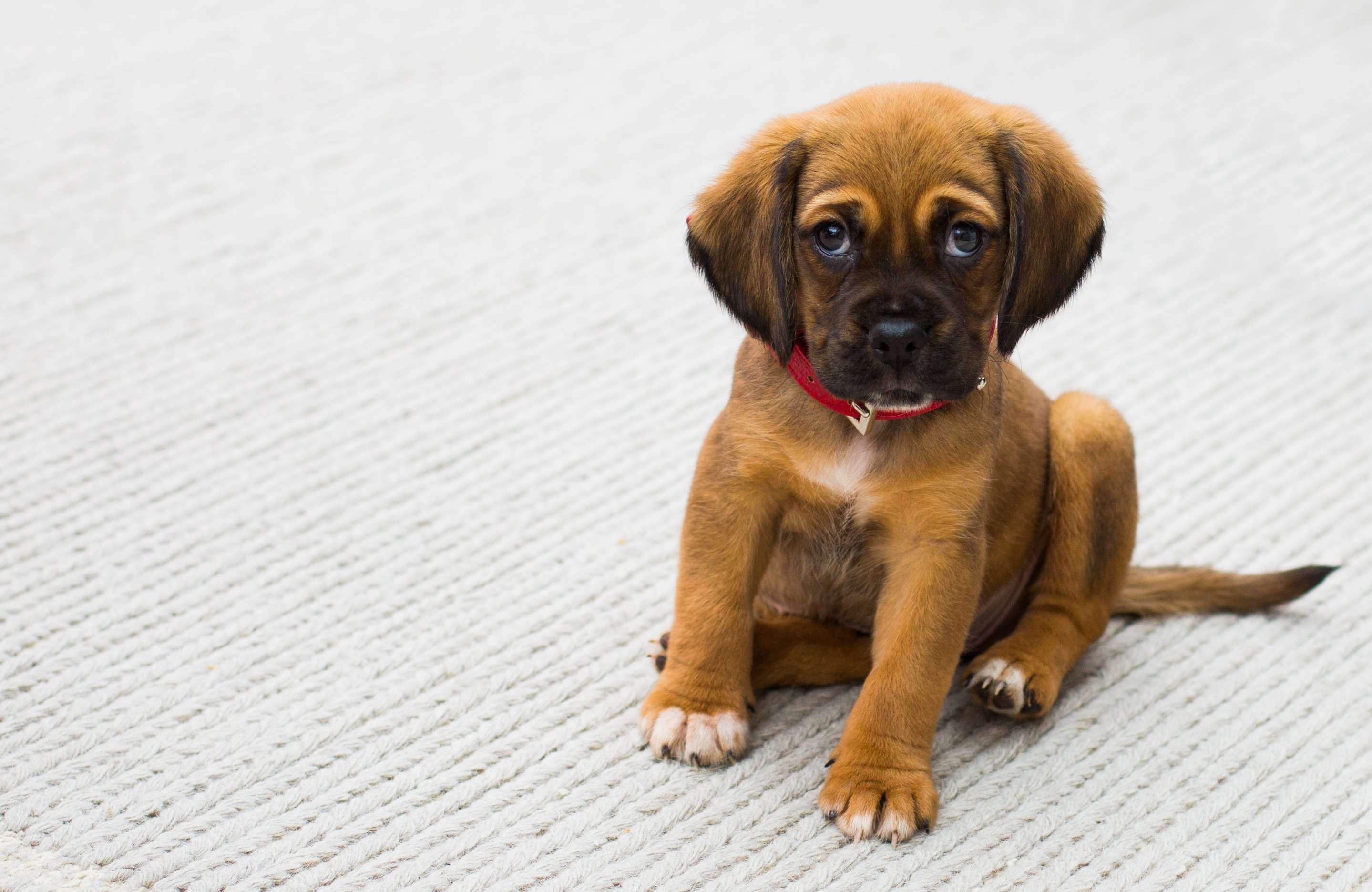 cute animals, vertebrate, puppy, looking at camera, domestic animals, no people, dog, relaxation, focus on foreground, mammal, one animal, red collar, young animal, HD Wallpaper
