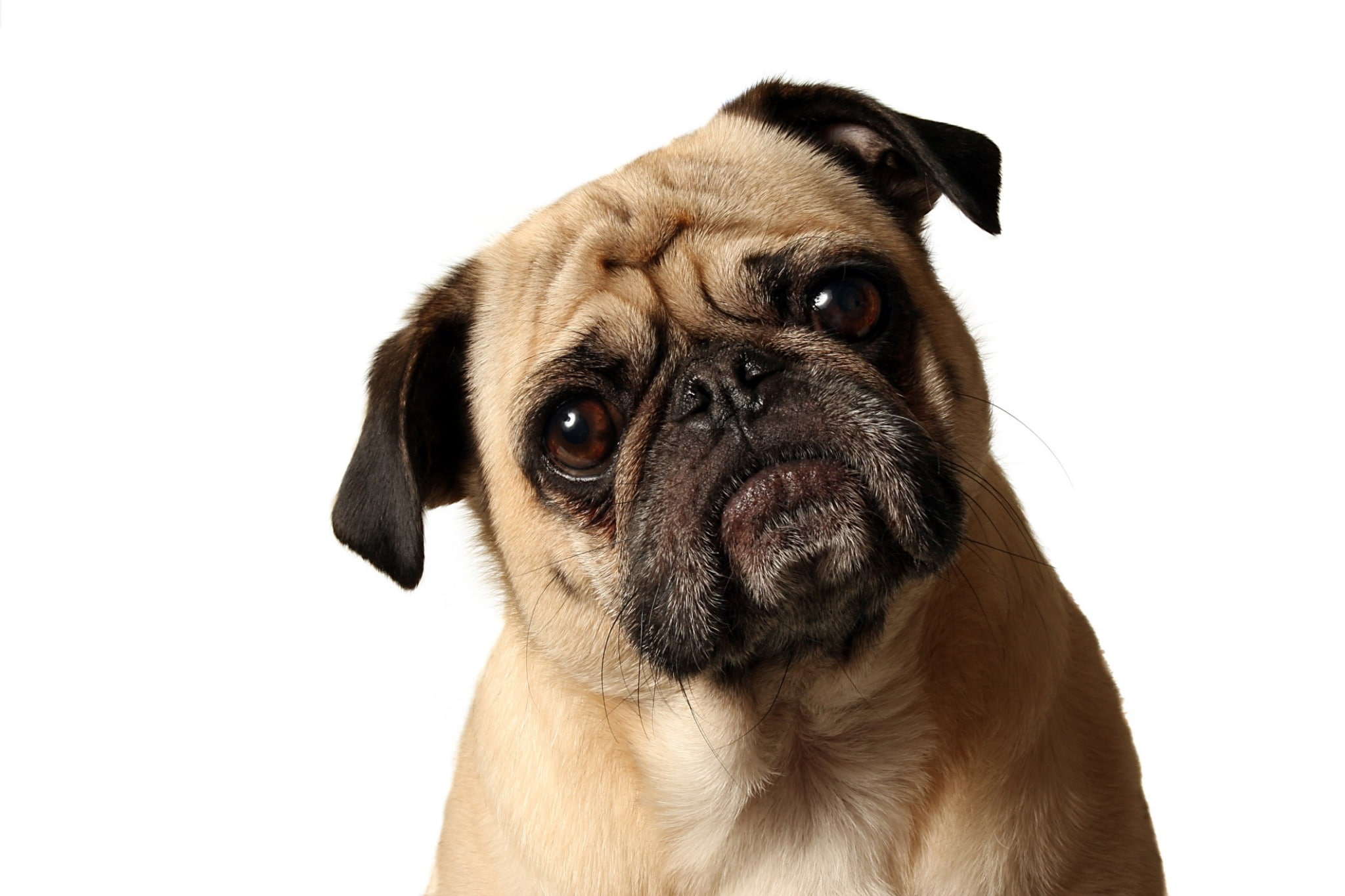 young animal, canine, domestic animals, cut out, no people, small, pets, white background, domestic, pug high resolution desktop backgrounds, studio shot, HD Wallpaper