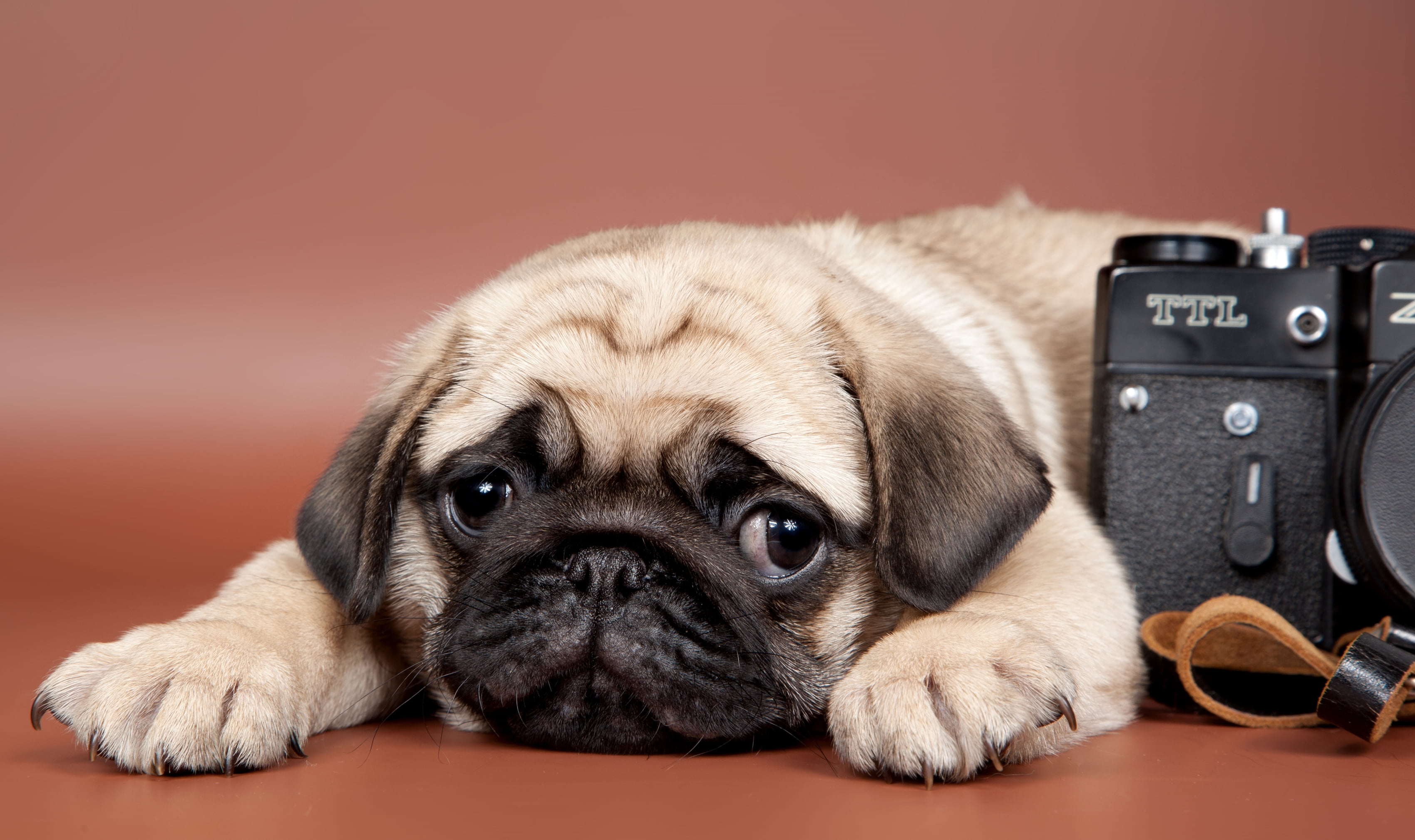 fawn, no people, domestic, animal, puppy, canine, portrait, depression - sadness, one animal, technology, indoors, small, lap dog, mammal, domestic animals, HD Wallpaper