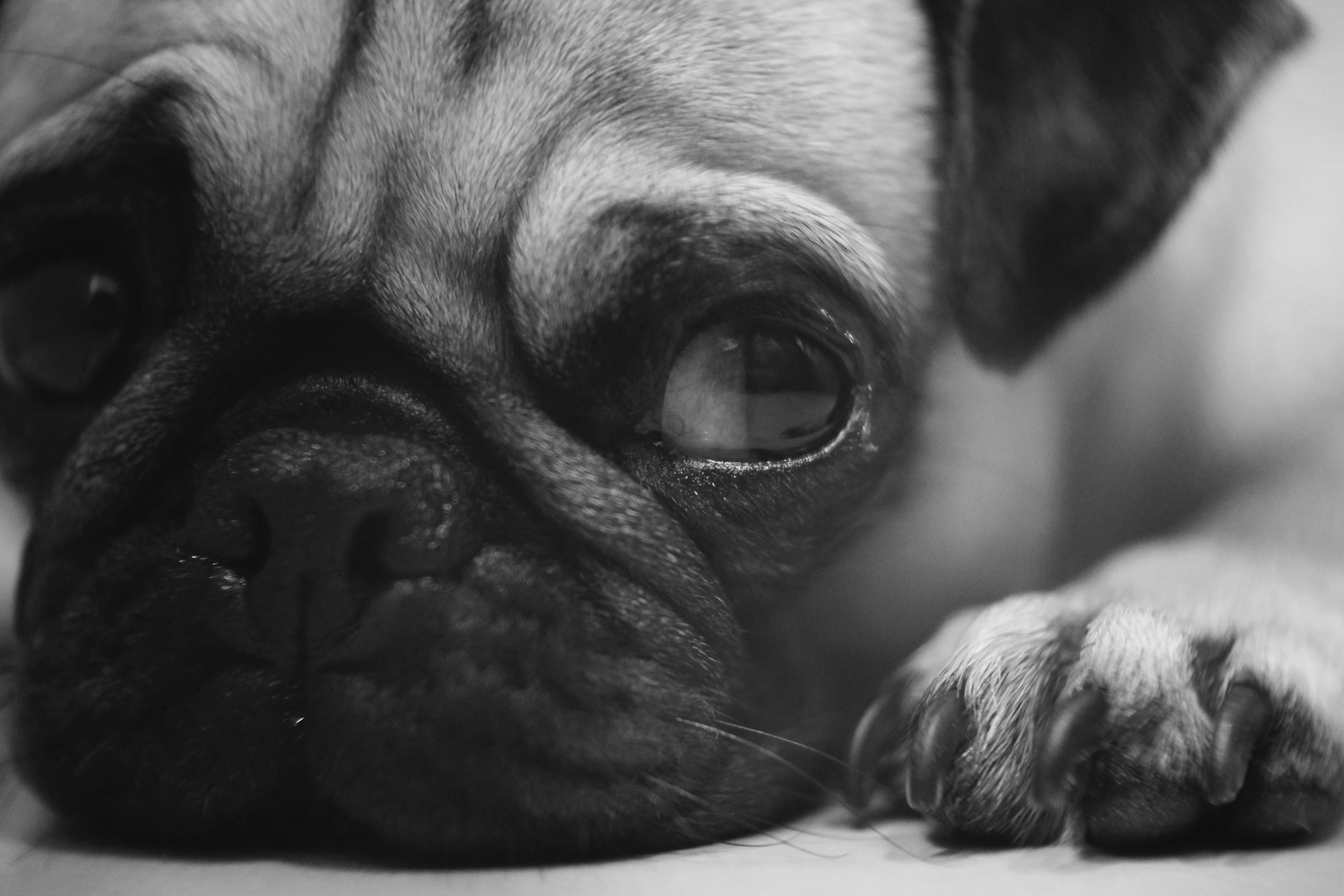 eyes, small, photography, animal, animal head, fawn, depression - sadness, animal themes, indoors, lap dog, close-up, animal body part, purebred dog, pug, HD Wallpaper