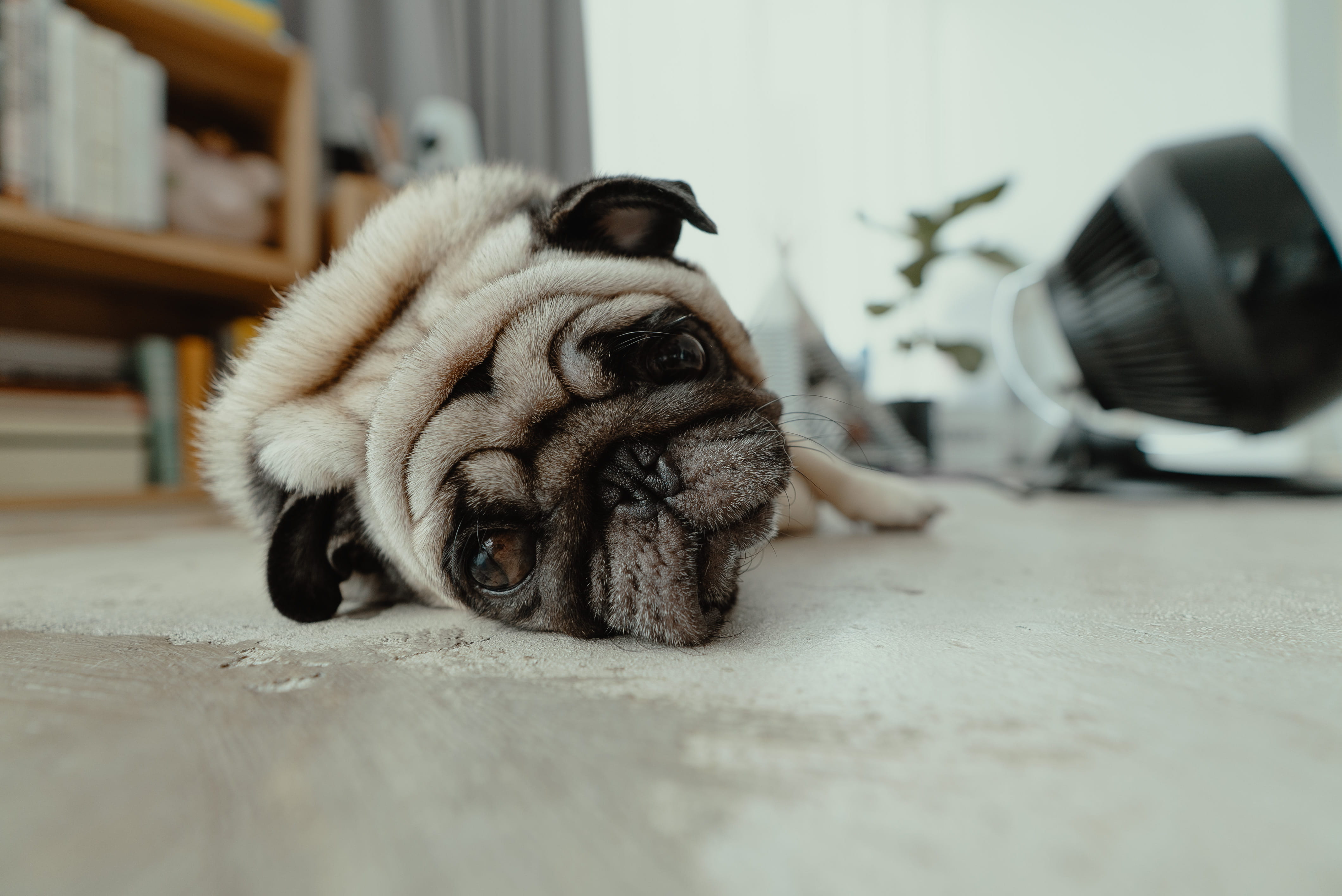 chubby, alpha, indoors, dog, resting, relaxation, flooring, 4K, selective focus, sony, lying, surface level, sad face, canine, brown, lazychappie, animal, HD Wallpaper