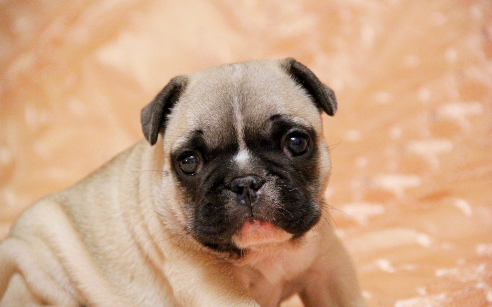 young animal, portrait, one animal, close-up, animal themes, Pug, canine, domestic animals, lap dog, 1080P, depression - sadness, no people, cute, Dogs, HD Wallpaper