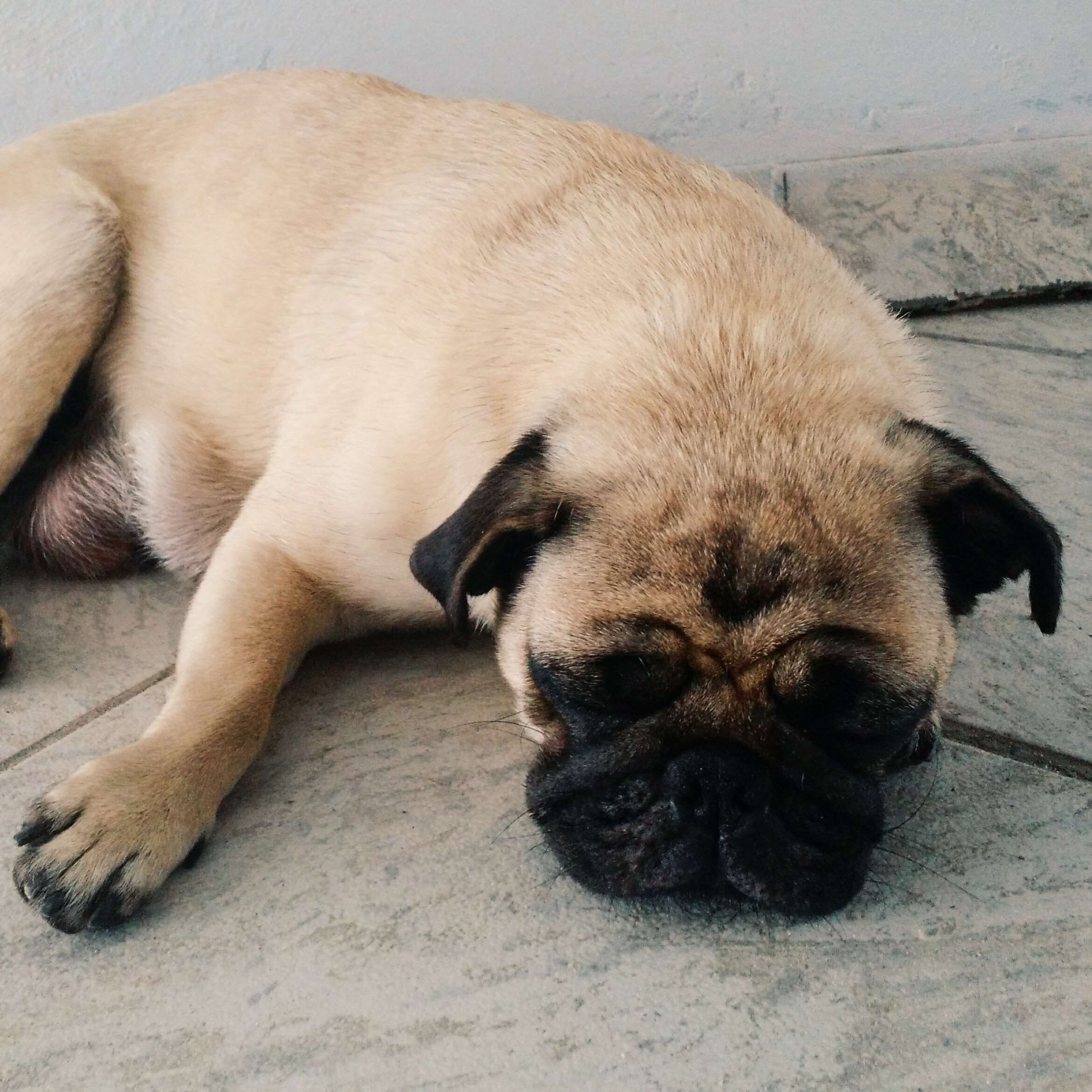 lap dog, no people, one animal, animal themes, small, domestic, pets, resting, 1080P, portrait, pugs, vertebrate, lying down, animal, domestic animals, Phone HD Wallpaper