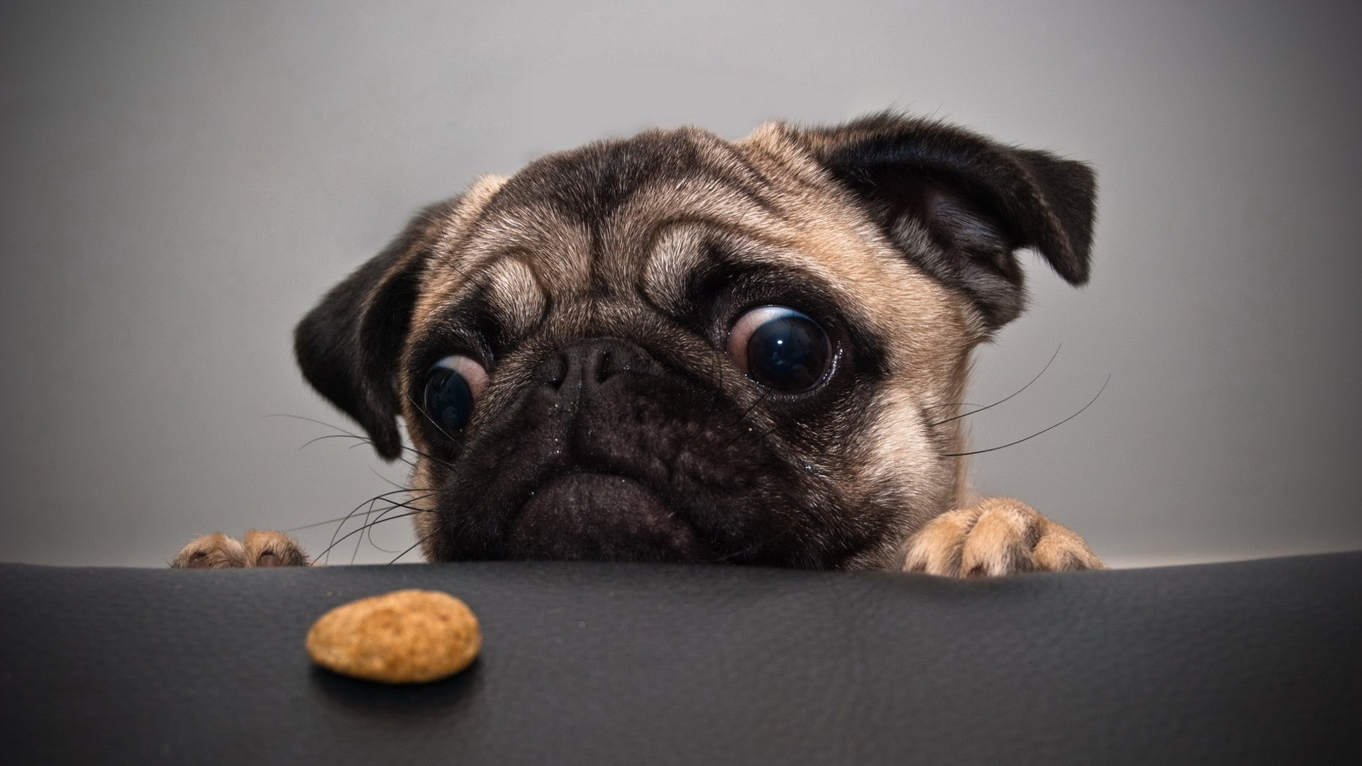 x, animals, hd, art, pugs, dogs, cookies, 1080P, eyes, sad, HD Wallpaper