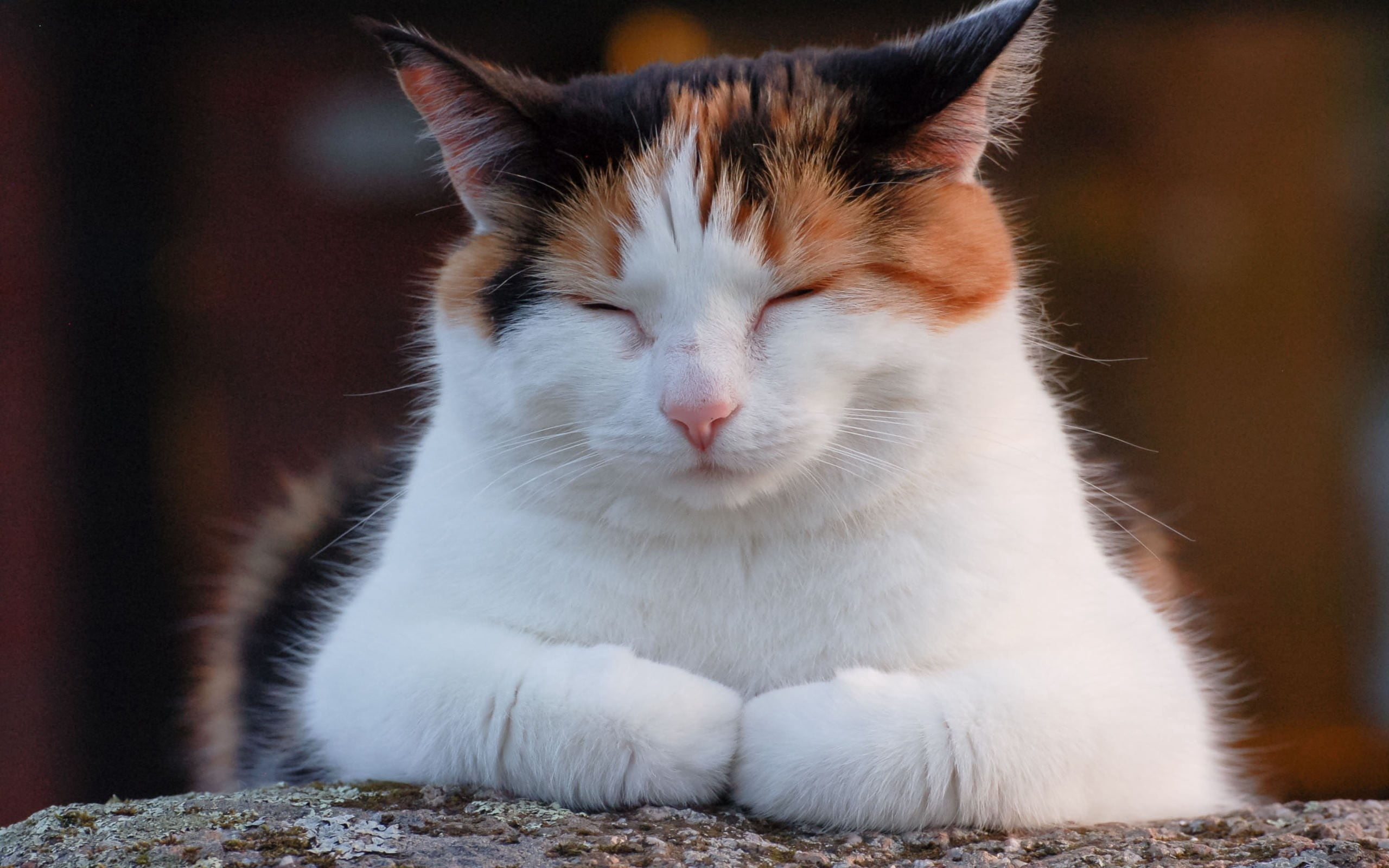 resting, tabby, human Face, domestic Animals, vertebrate, no people, nature, close-up, kitten, animal Head, animal, looking, spotted, feline, focus on foreground, HD Wallpaper