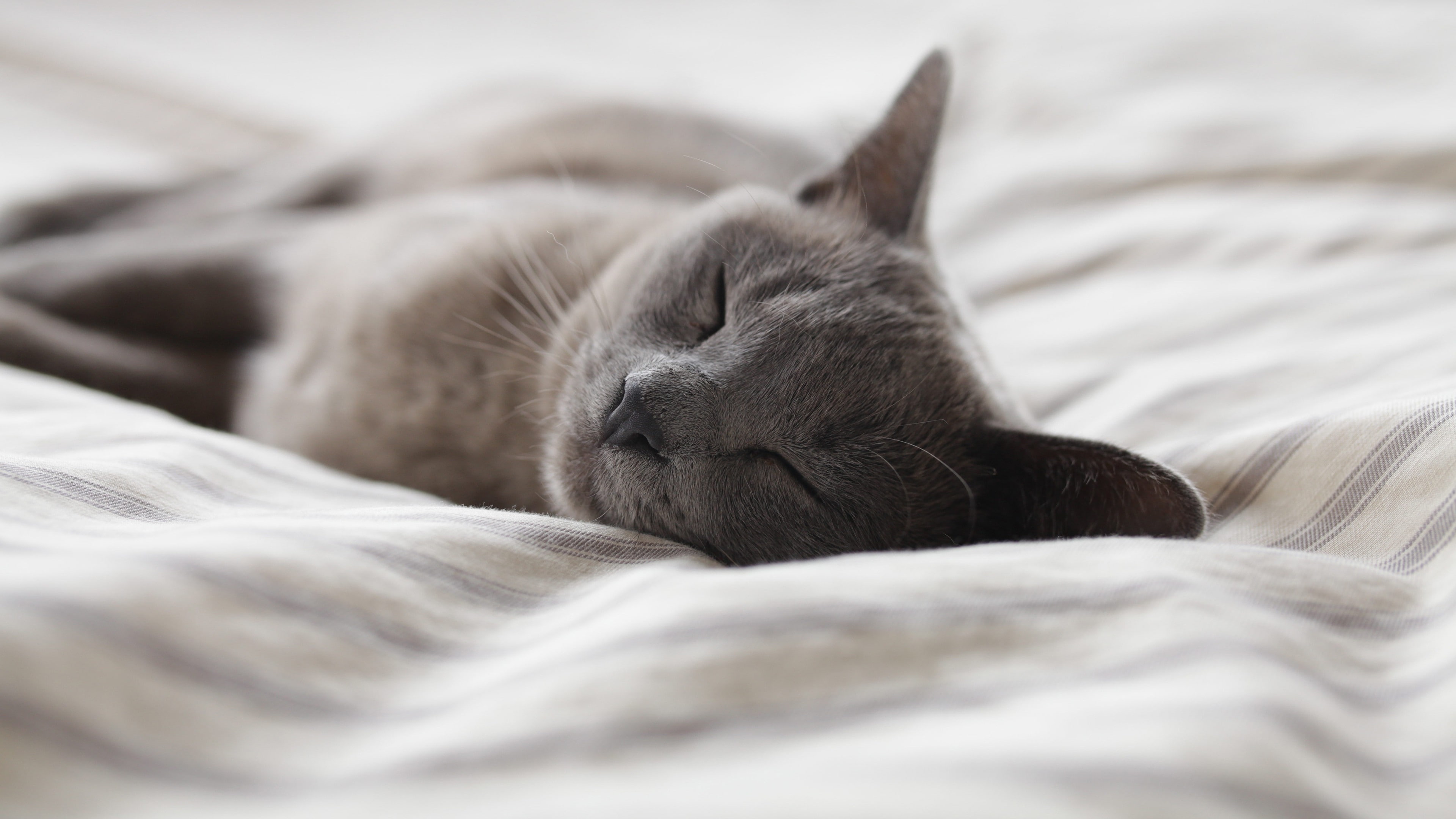 animal, bedroom, whisker, small, sheet, 4K, nap, one animal, indoors, pets, feline, animal head, no people, animals, cat, sleeping, furniture, domestic cat, HD Wallpaper