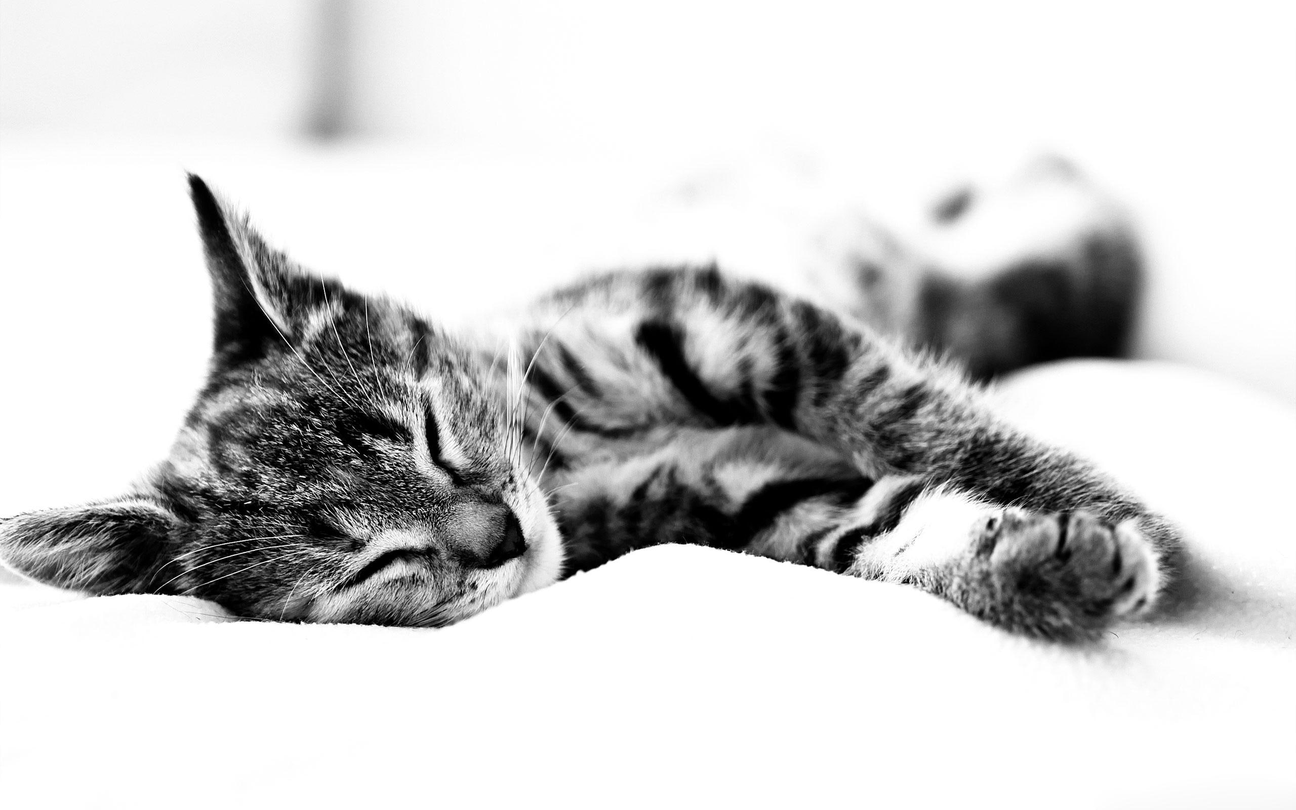 time, kitten, kitty, cats, beautiful, nap, adorable, black and white, 2K, cute, animals, HD Wallpaper