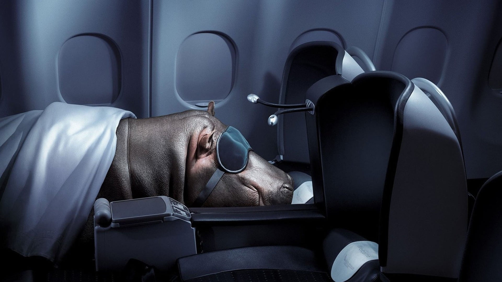 mode of transportation, lying down, humor, transportation, napping, businessman, men, eyes closed, digital art, adult, hippopotamus, relaxation, airplane, HD Wallpaper