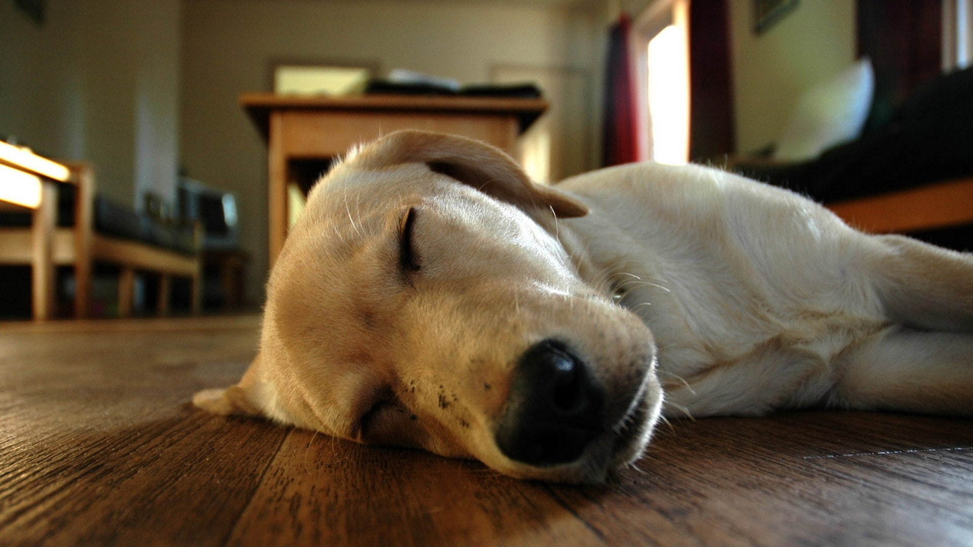 no people, sleeping, pets, wood, domestic, hardwood floor, focus on foreground, dog, canine, animals, relaxation, depth of field, one animal, animal body part, HD Wallpaper