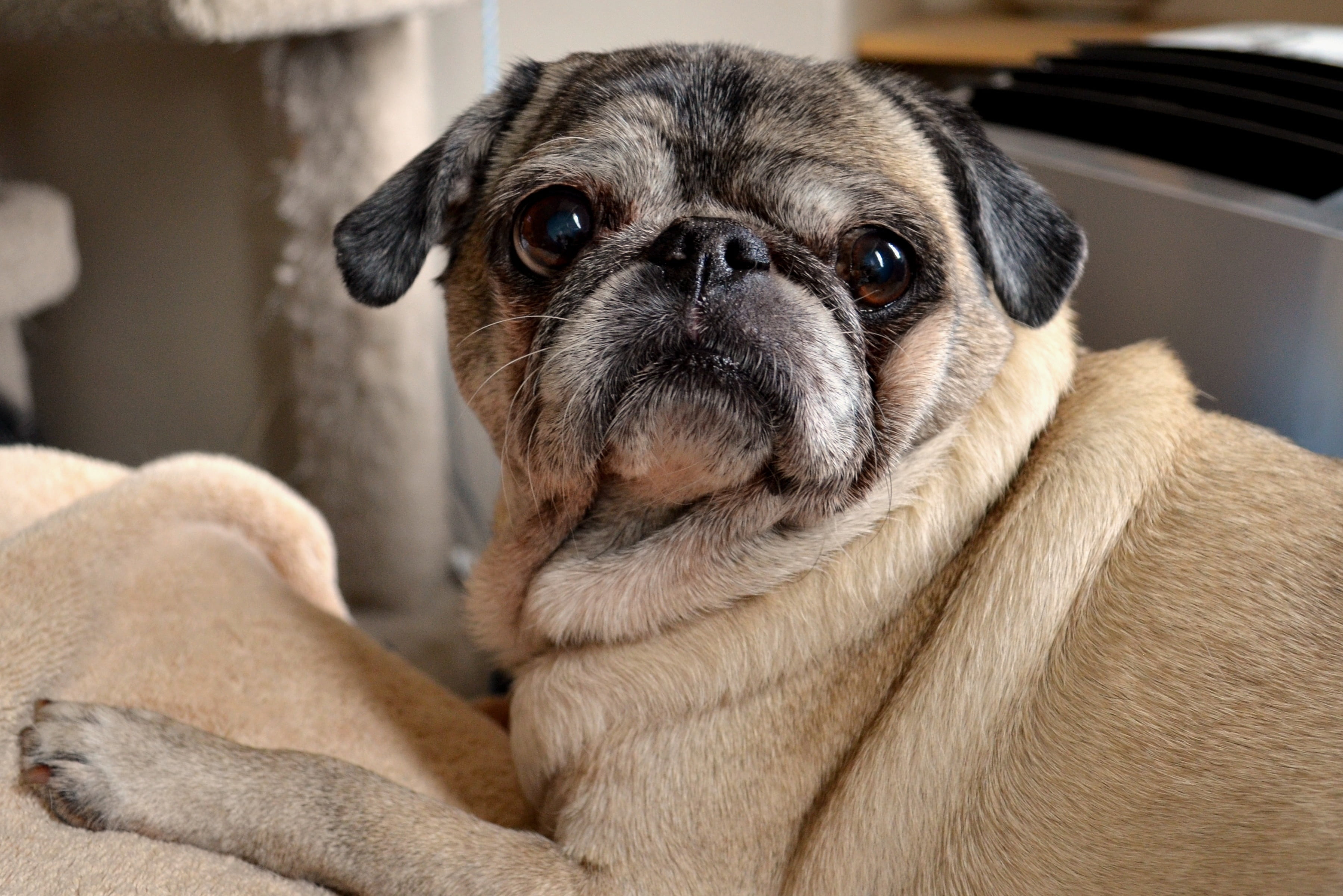 doggy, purebred dog, vertebrate, small, breed, animal head, fawn, animal eye, canine, little, young animal, lap dog, laying, looking at camera, pug, brown, HD Wallpaper