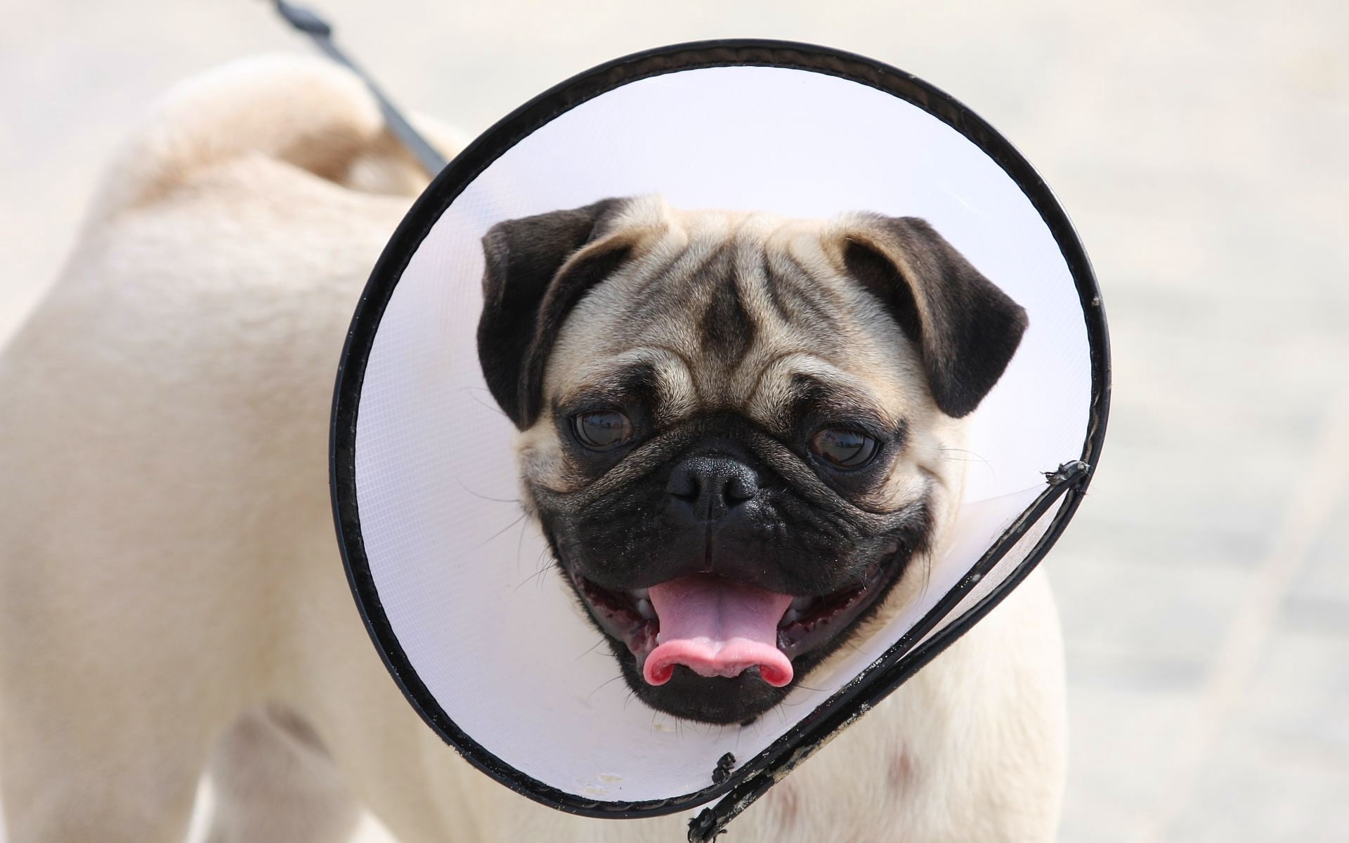 animal head, elizabethan collar, pets, mammal, canine, animal tongue, 1080P, lap dog, no people, humor, one Animal, facial expression, focus on foreground, HD Wallpaper