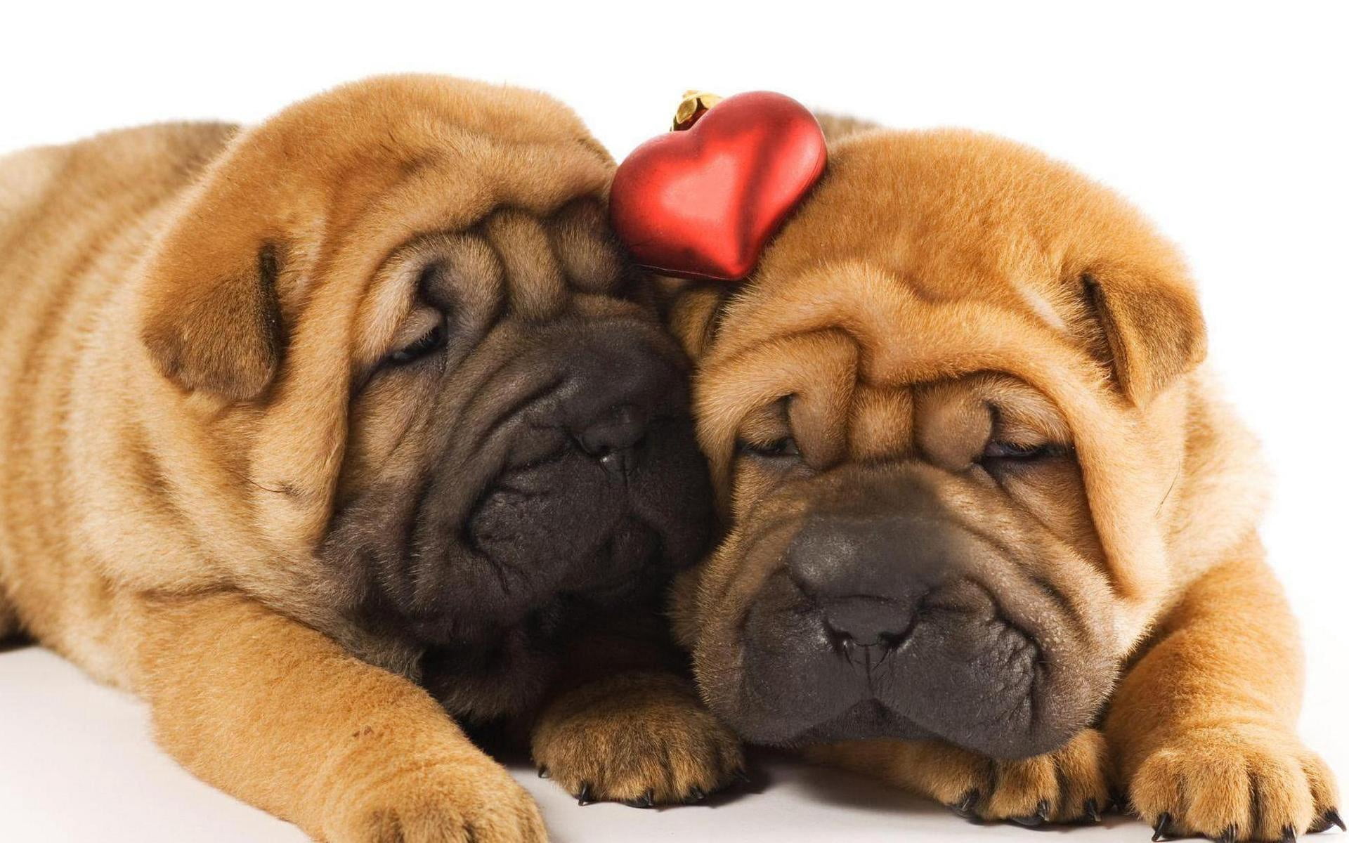 domestic Animals, friendship, puppies, sitting, brown, sleeping, no People, canine, animal wildlife, cute, cut Out, young Animal, animal body part, innocence, HD Wallpaper