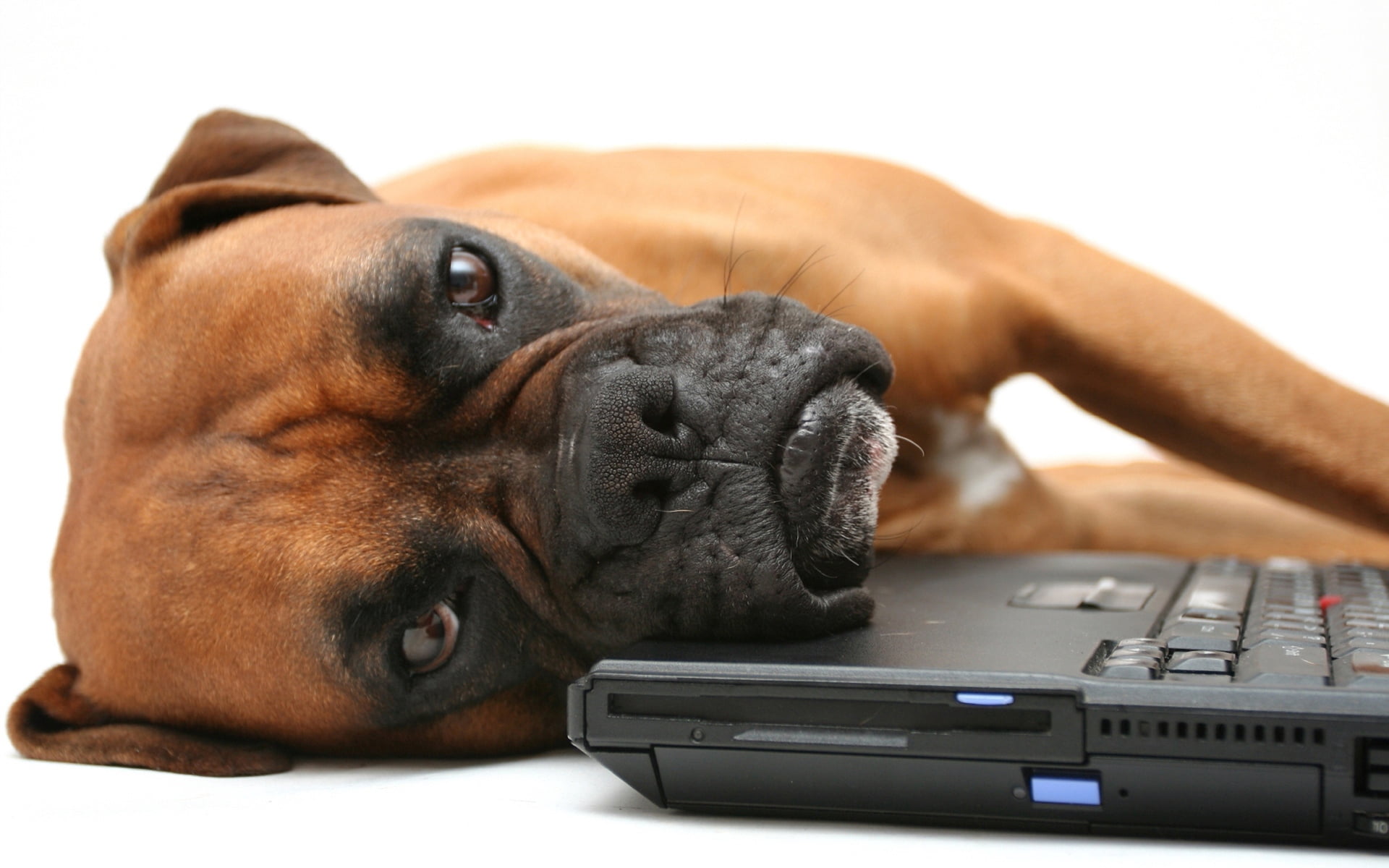1080P, communication, lie, cute, young animal, animal Head, tan, face, body part, boxer, technology, white Background, laptop, animal, computer Keyboard, HD Wallpaper