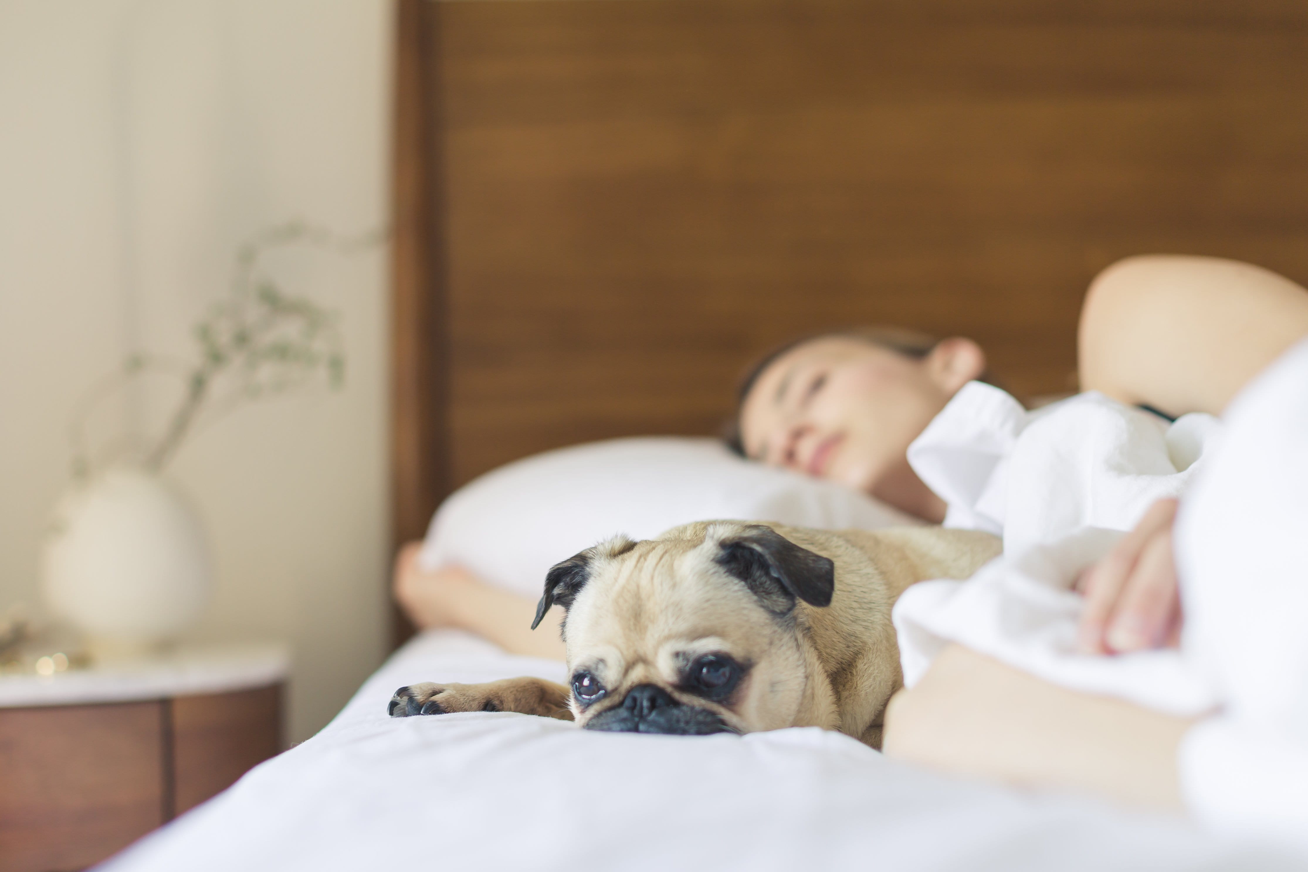 pet owner, room, white, domestic room, 4K, lying down, domestic animals, mammal, young, little, sleeping, indoors, couple - relationship, positive emotion, HD Wallpaper