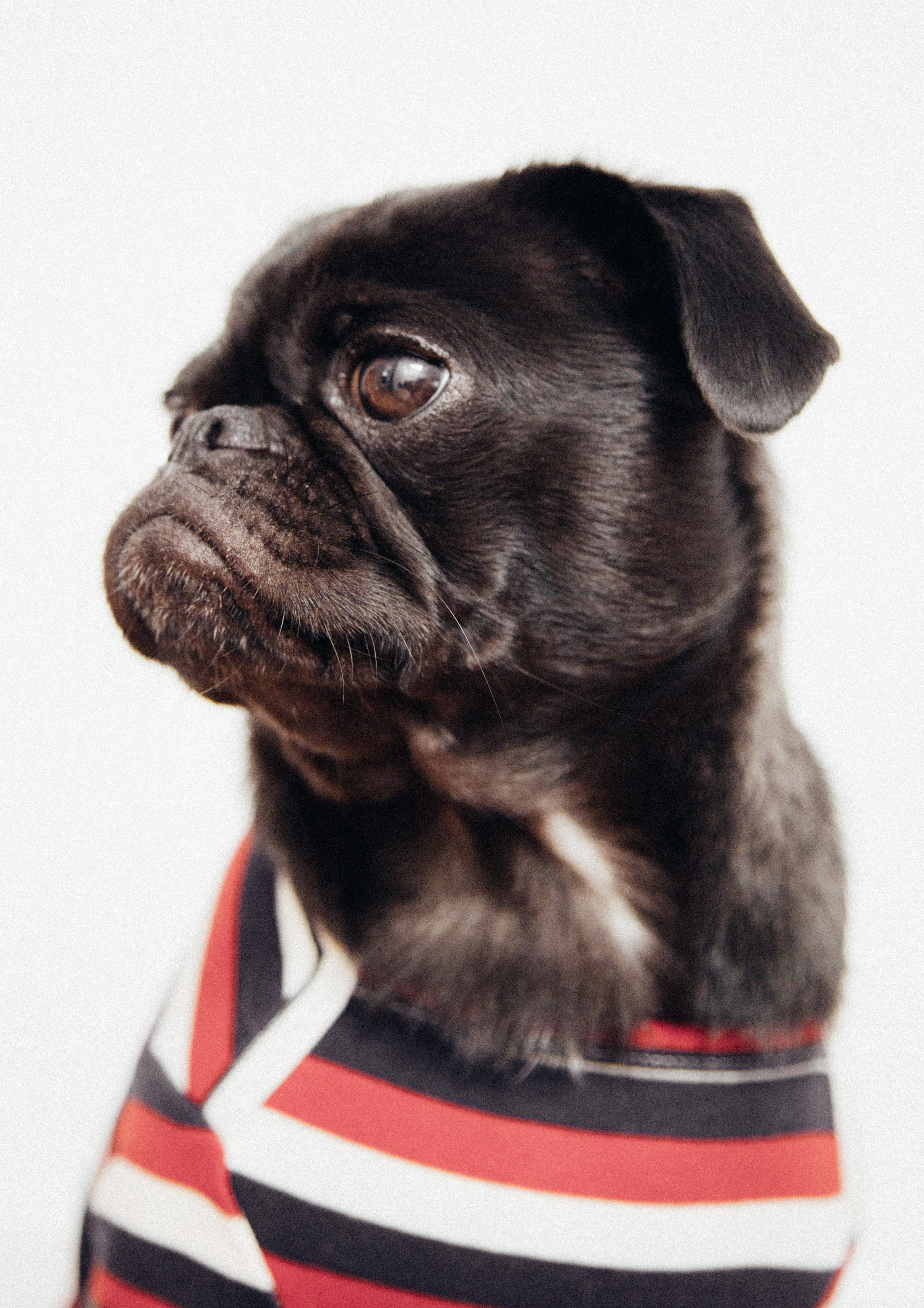 small, studio Shot, looking At Camera, pet, dogge, brown, young Animal, looking, close-up, black, puppy, one Animal, apparel, cute, face, 4K, close up, Phone HD Wallpaper