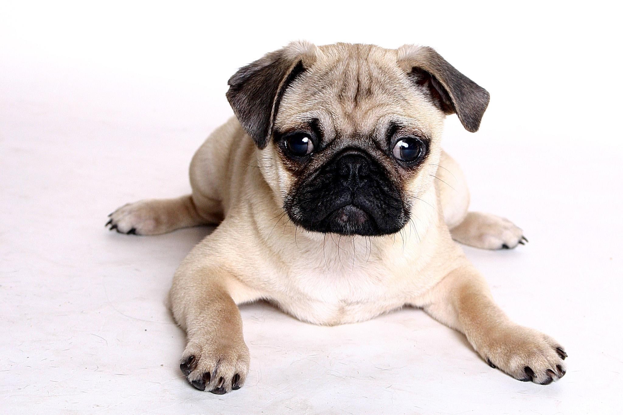 relaxation, animal themes, looking at camera, dog, pug theme picture, lying down, 1080P, resting, one animal, small, portrait, pug, mammal, pets, domestic animals, HD Wallpaper