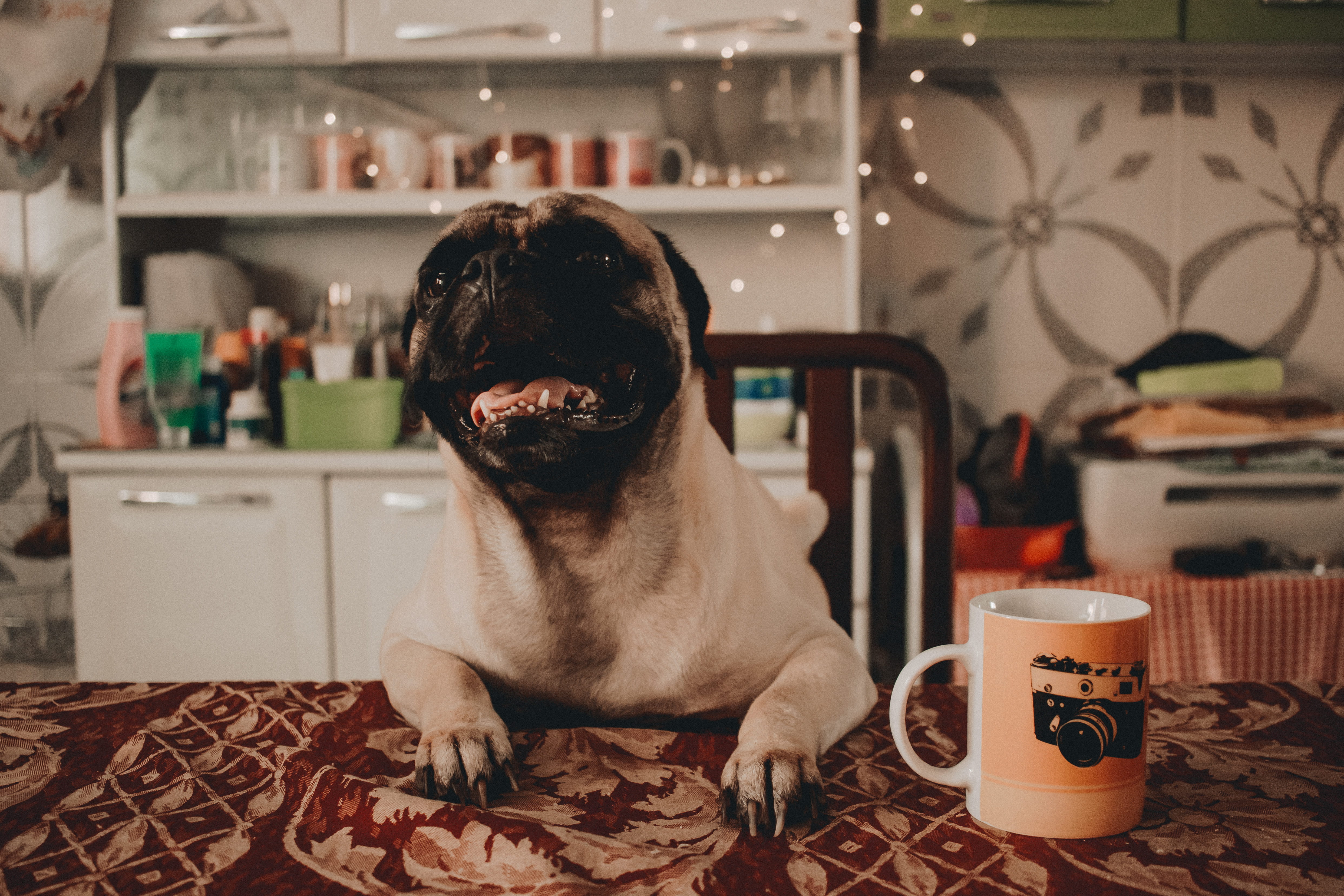 indoors, white, 4K, focus on foreground, string lights, pets, looking, table, room, canine, close-up, pet, real people, domestic animals, near, little, HD Wallpaper