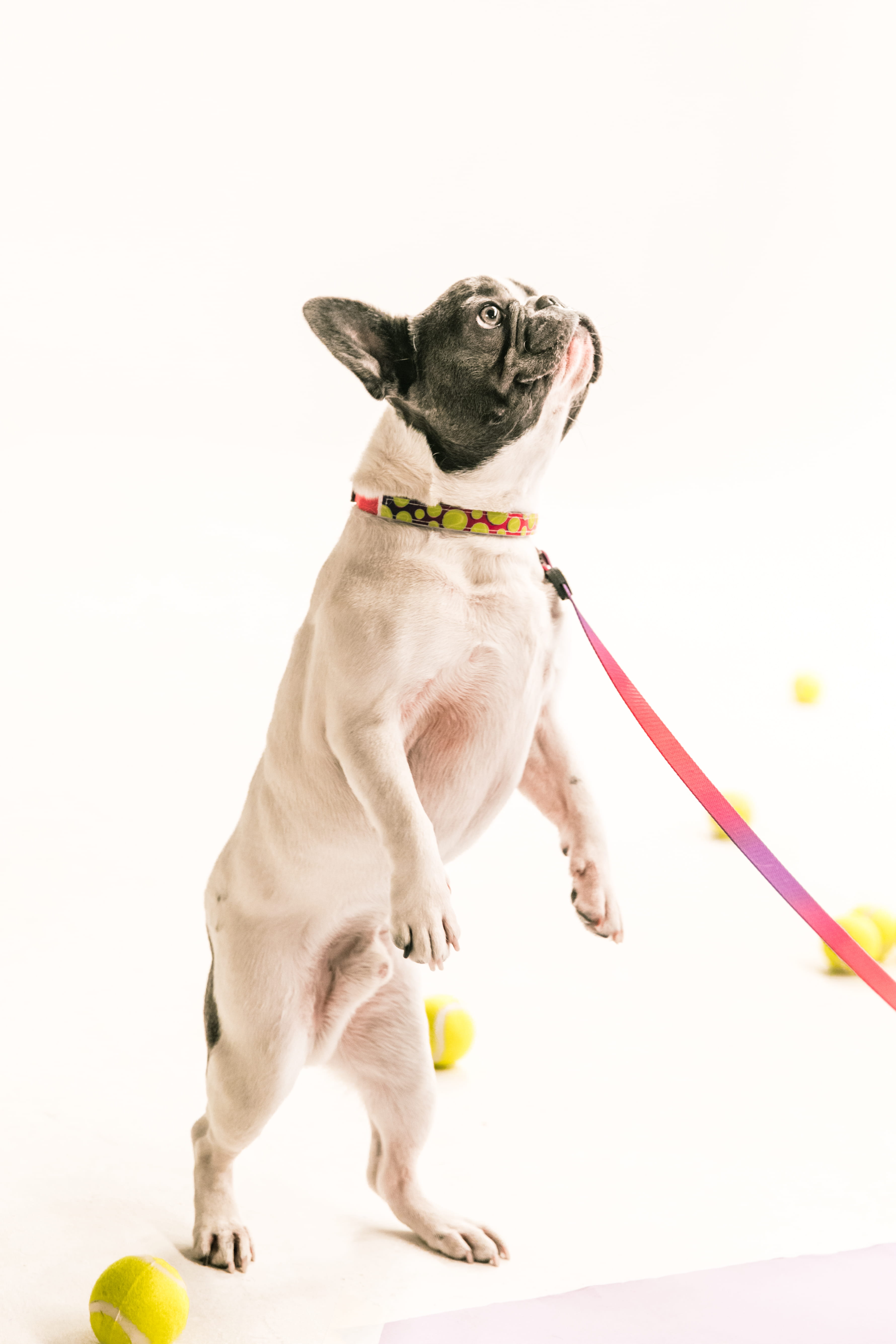 pug, cute, lap dog, one animal, animal, small, hind legs, collar, no people, standing, domestic animals, leash, full length, up, fawn, studio shot, domestic, Phone HD Wallpaper