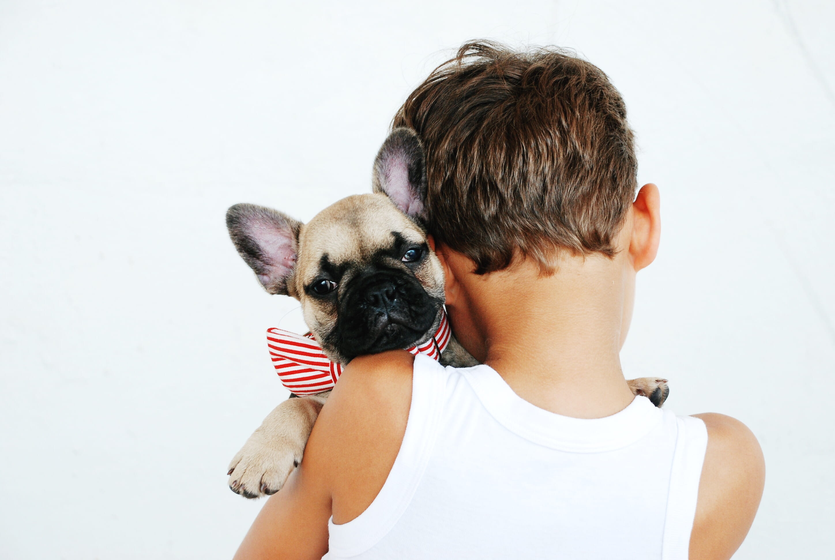 striped, positive emotion, coated, boy, hairstyle, one person, tank, animal themes, short, red, child, wearing, portrait, indoors, pug, fawn, white, dog, HD Wallpaper