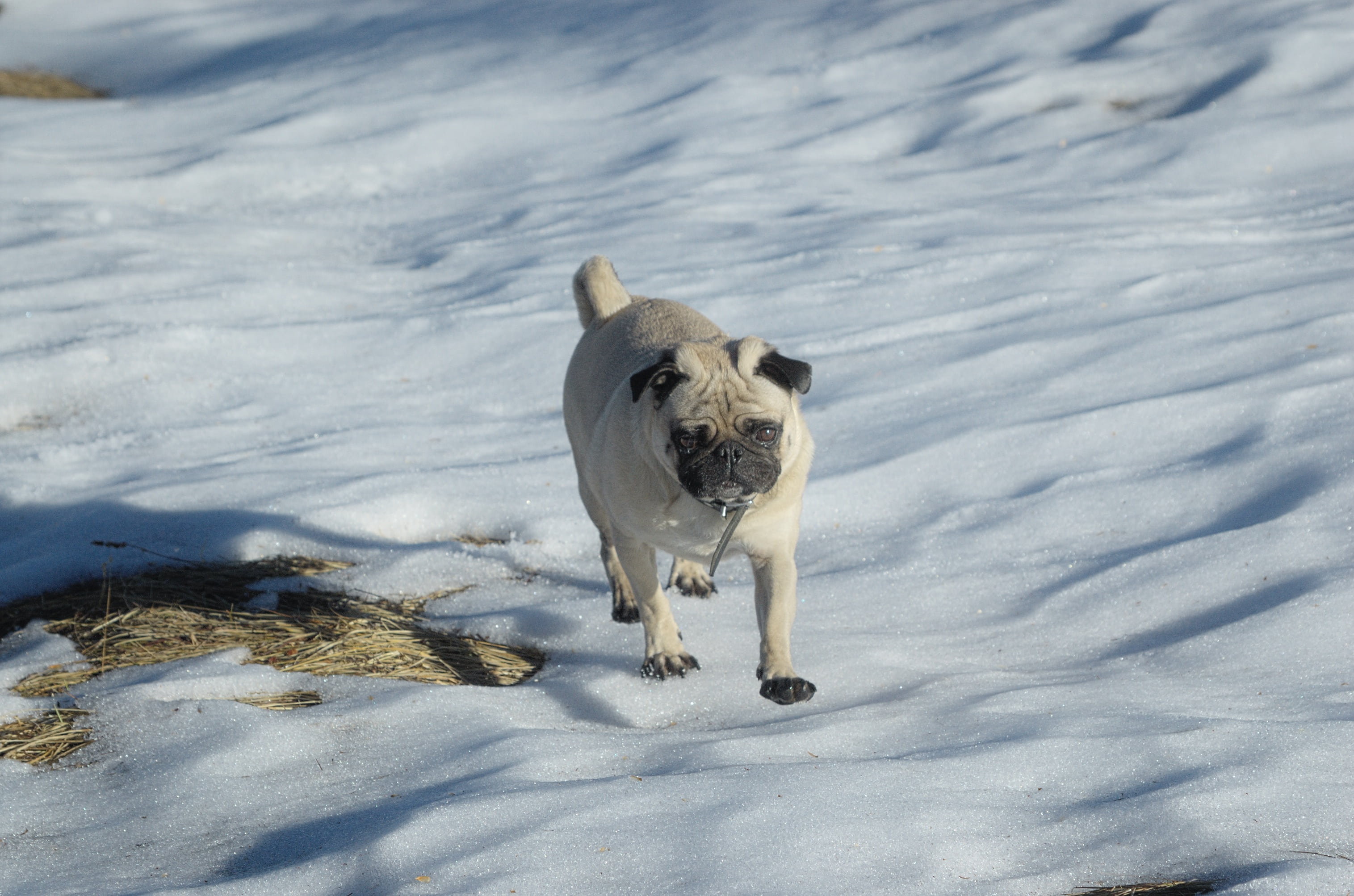 domestic, race, day, lap dog, mammal, purebred dog, canine, snow, animal, aggression, winter, dog, no people, white, pug, pets, cold temperature, small, HD Wallpaper