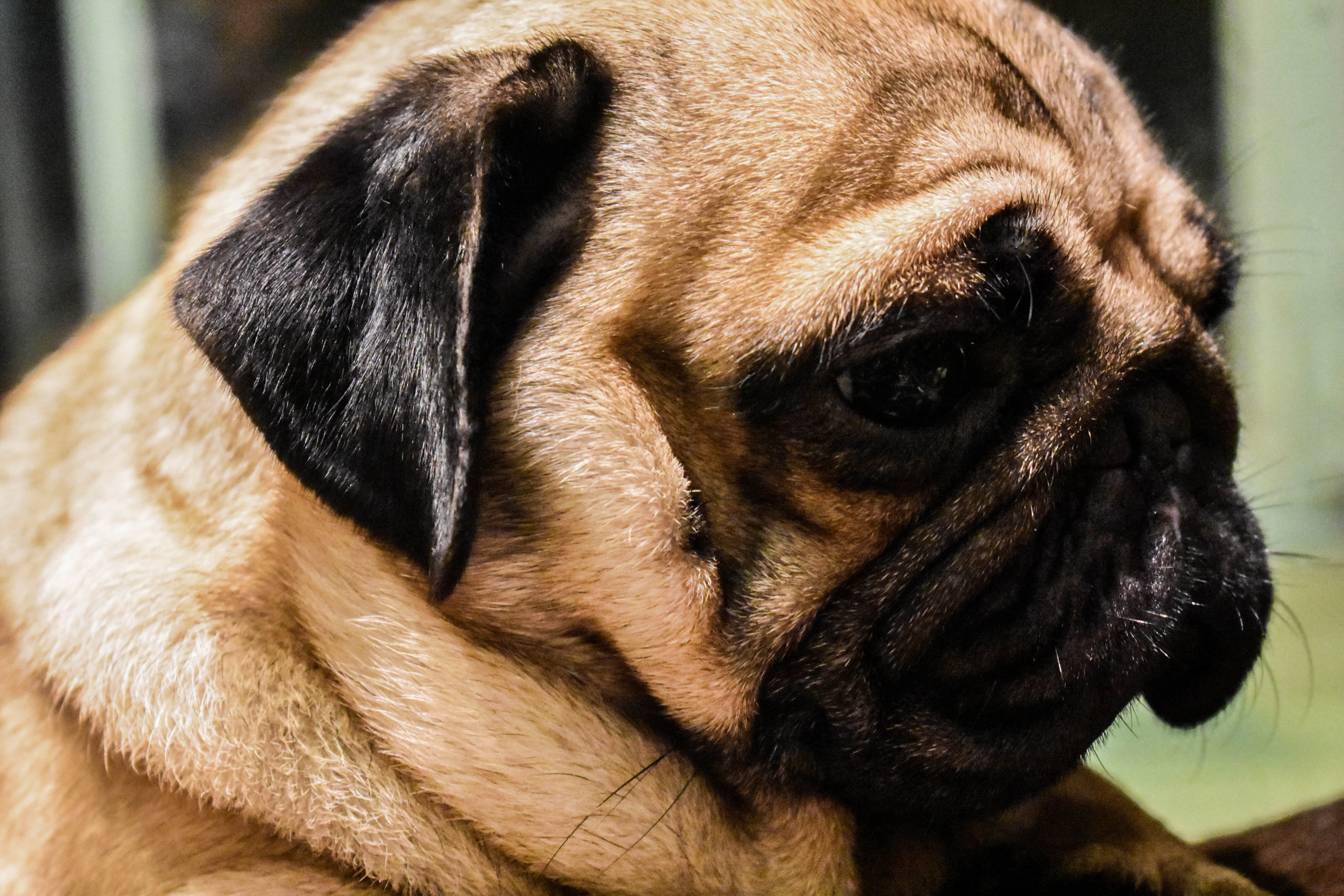 dog, no people, vertebrate, 5K, adult, depression - sadness, animal body part, small, young animal, animal head, one animal, cute, portrait, close-up, HD Wallpaper