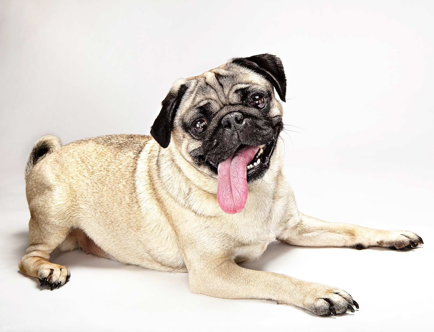 purebred Dog, young Animal, adult, looking, one Animal, studio Shot, cute, mammal, puppy, animal mouth, canine, panting, language, domestic Animals, vertebrate, HD Wallpaper