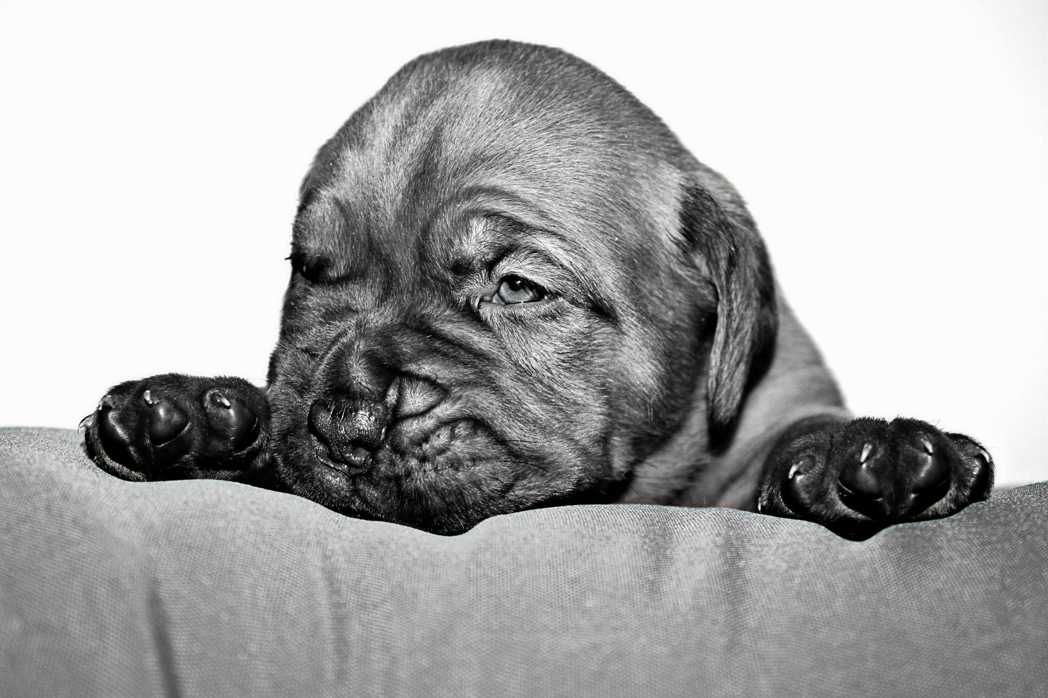mammal, black and white, pug, animal head, vertebrate, indoors, animal body part, domestic, coated, portrait, short, small dog, fabric, animal themes, studio shot, HD Wallpaper