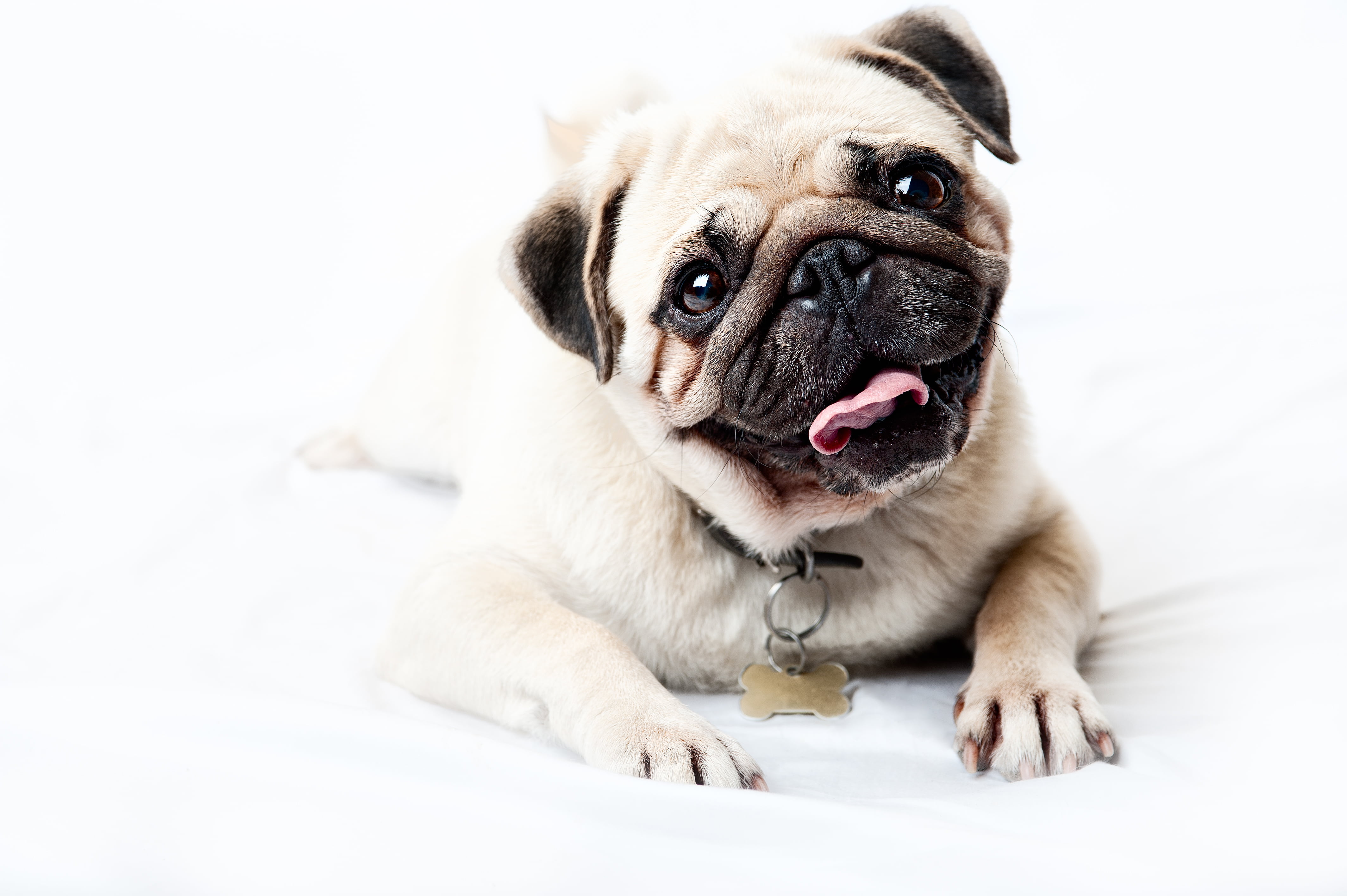 looking at camera, one Animal, mood, wrinkled, brown, indoors, vertebrate, sitting, domestic Animals, cute, 4K, young Animal, pug, humor, pets, animal themes, HD Wallpaper