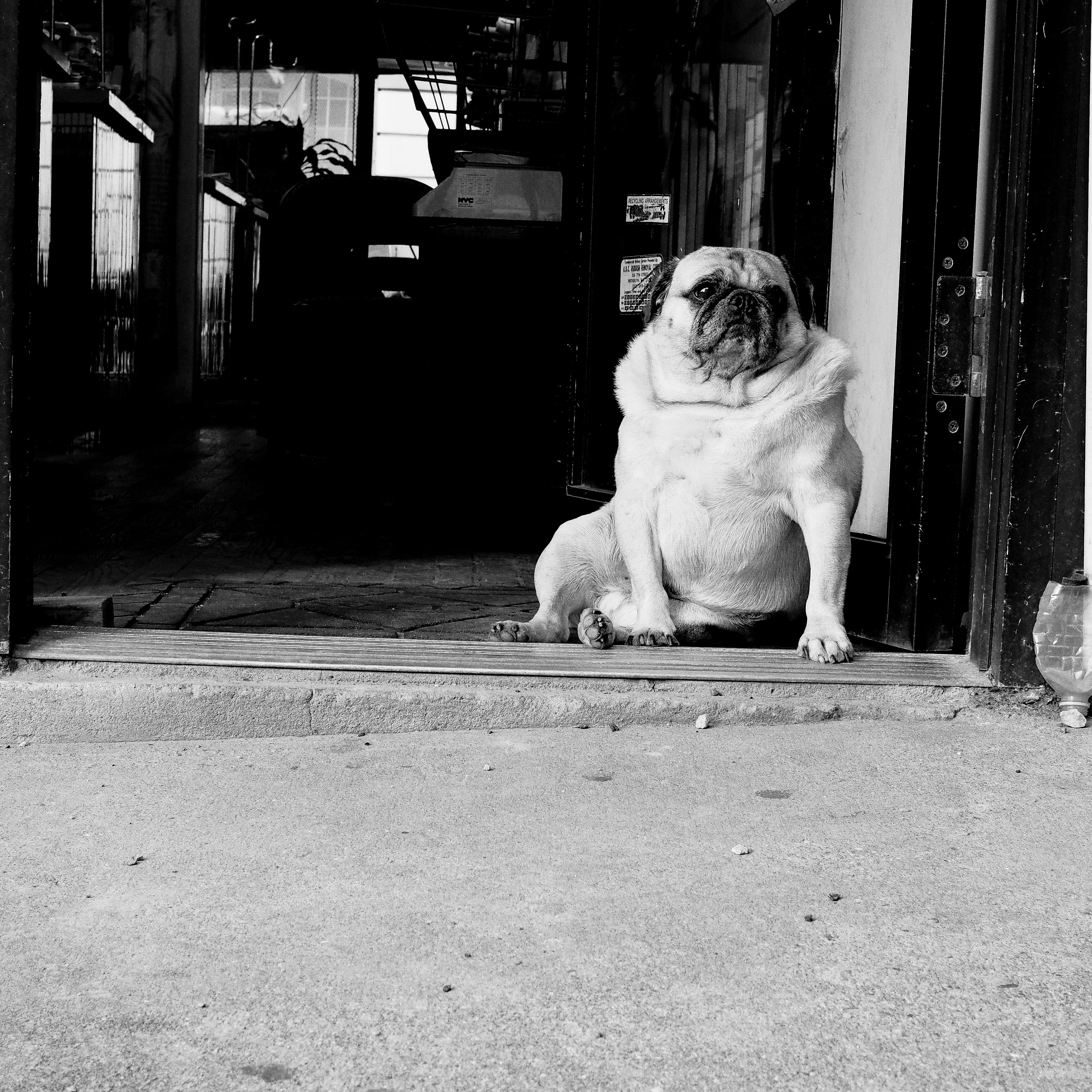 no people, domestic, 2K, blackand white, front view, domestic animals, canine, outdoors, sitting, mammal, usa, day, dog, full length, one animal, vertebrate, Phone HD Wallpaper