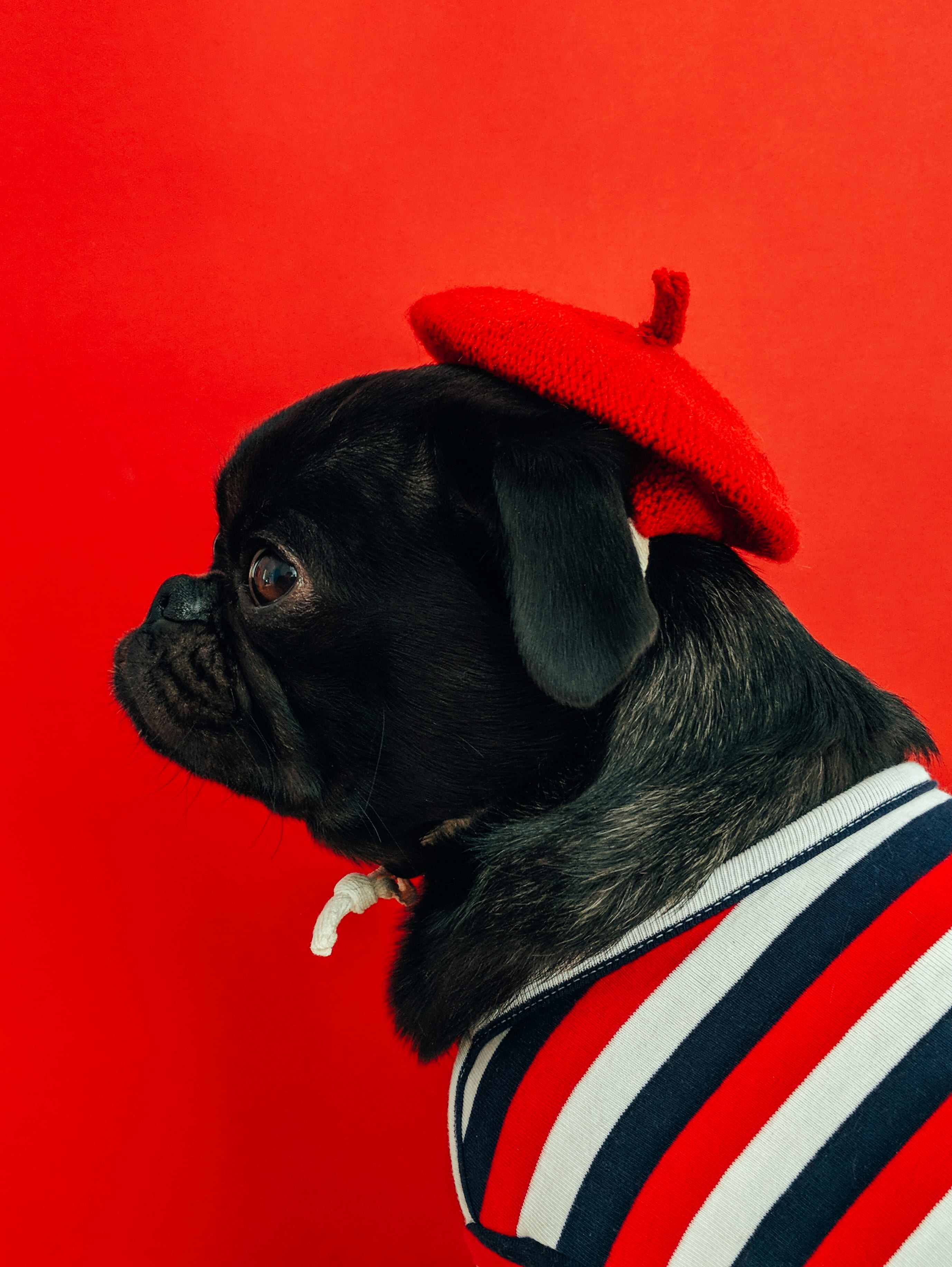 colored background, french, fawn, domestic, looking, domestic animals, canine, no people, animal themes, clothing, animal, dog, white, shirt, hat, red, Phone HD Wallpaper