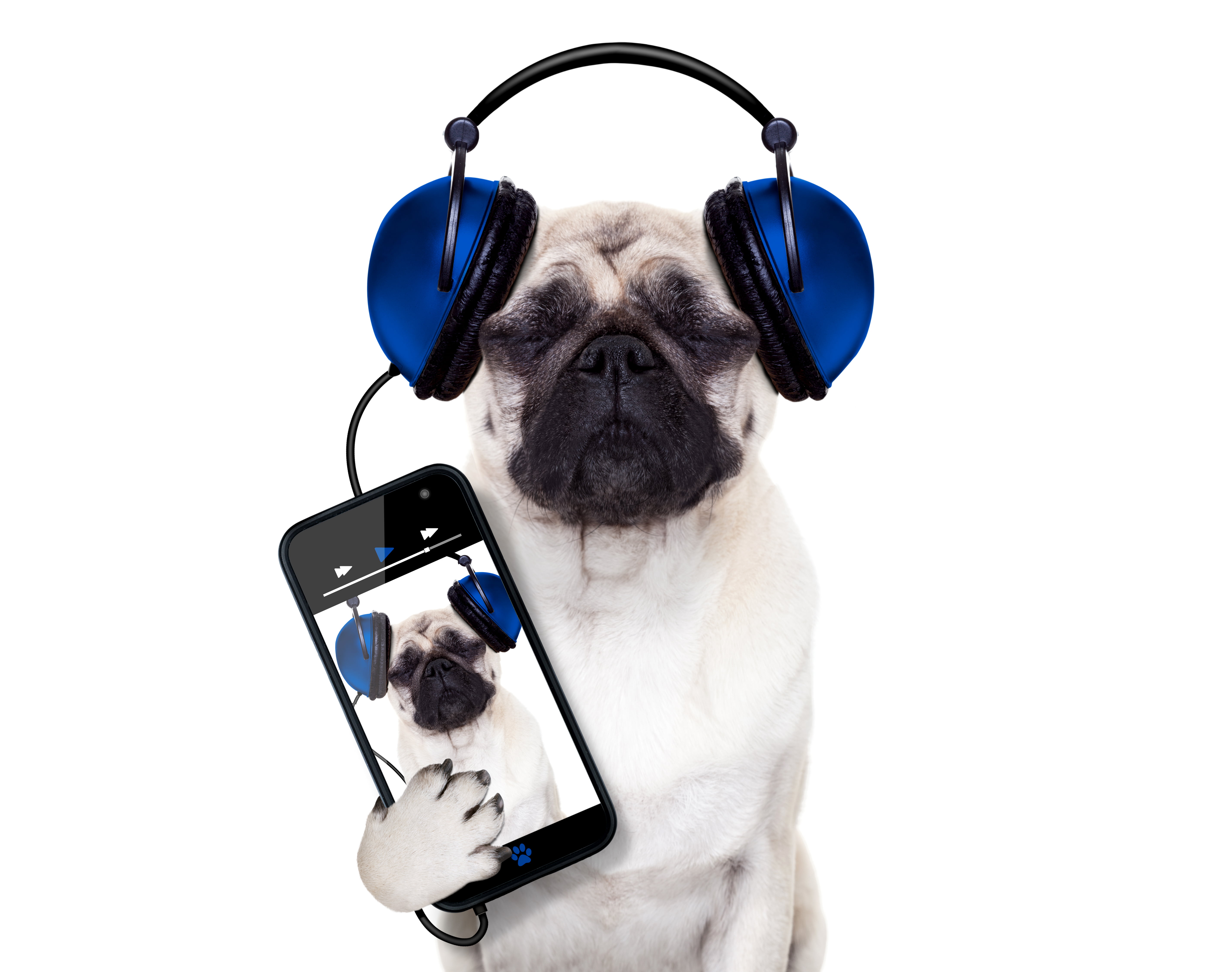 technology, isolated, animal, dog, indoors, backgrounds, mobile Phone, adult, french Bulldog, canine, portrait, cute, domestic, mammal, smart Phone, camera - Photographic Equipment, HD Wallpaper
