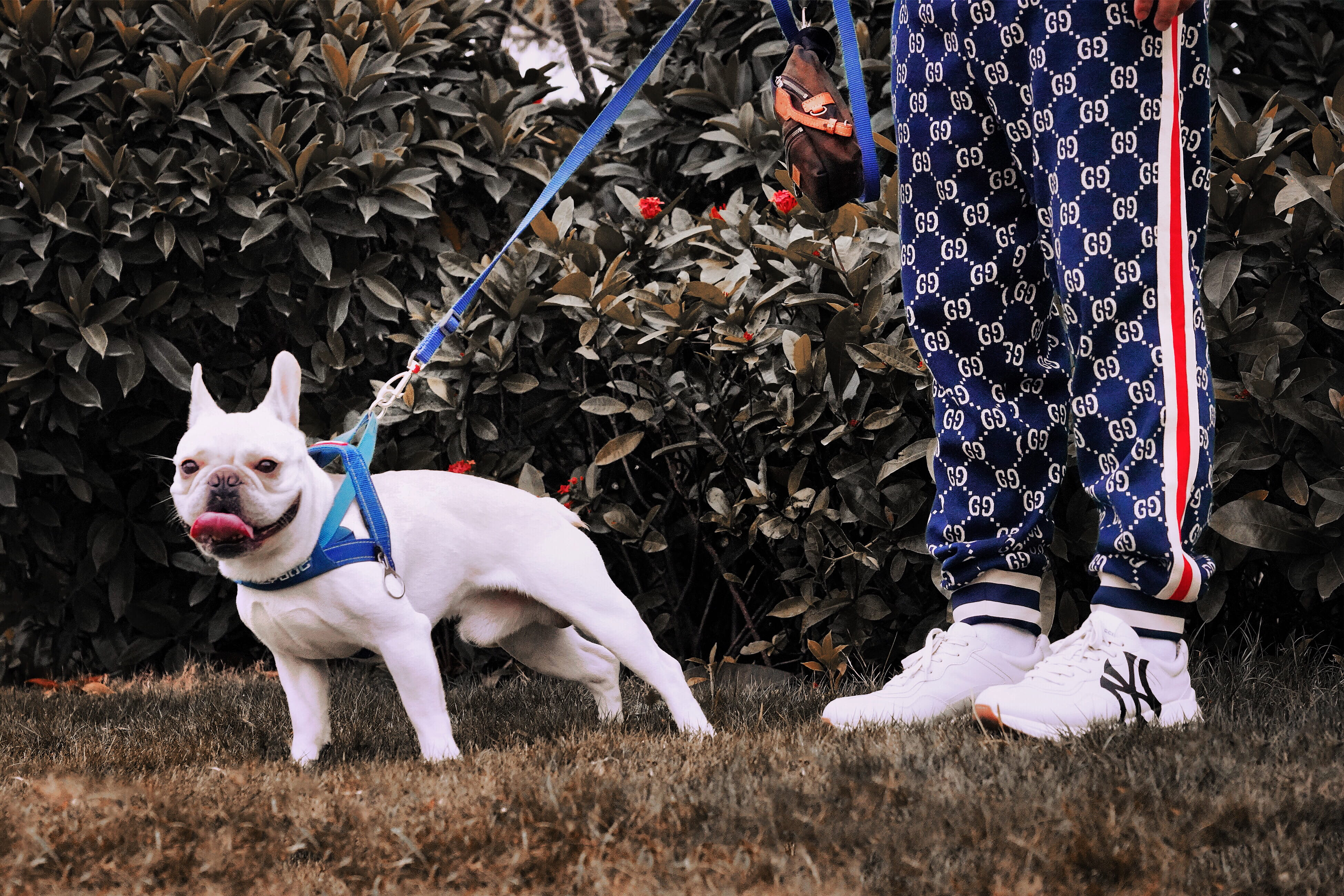 men, standing, dog, photography, leisure activity, one animal, day, 4K, focus, domestic, pet owner, domestic animals, pets, clothing, canine, real people, HD Wallpaper