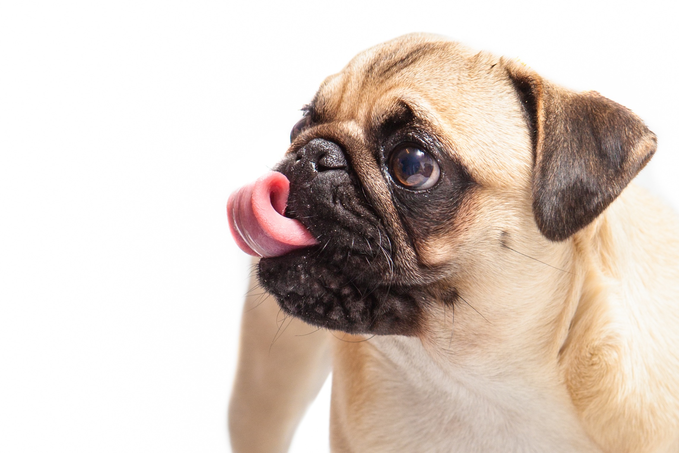 indoors, small, lap dog, mouth open, white background, pug, 1080P, one animal, close-up, fawn, animal tongue, young animal, vertebrate, dog, canine, animal, HD Wallpaper
