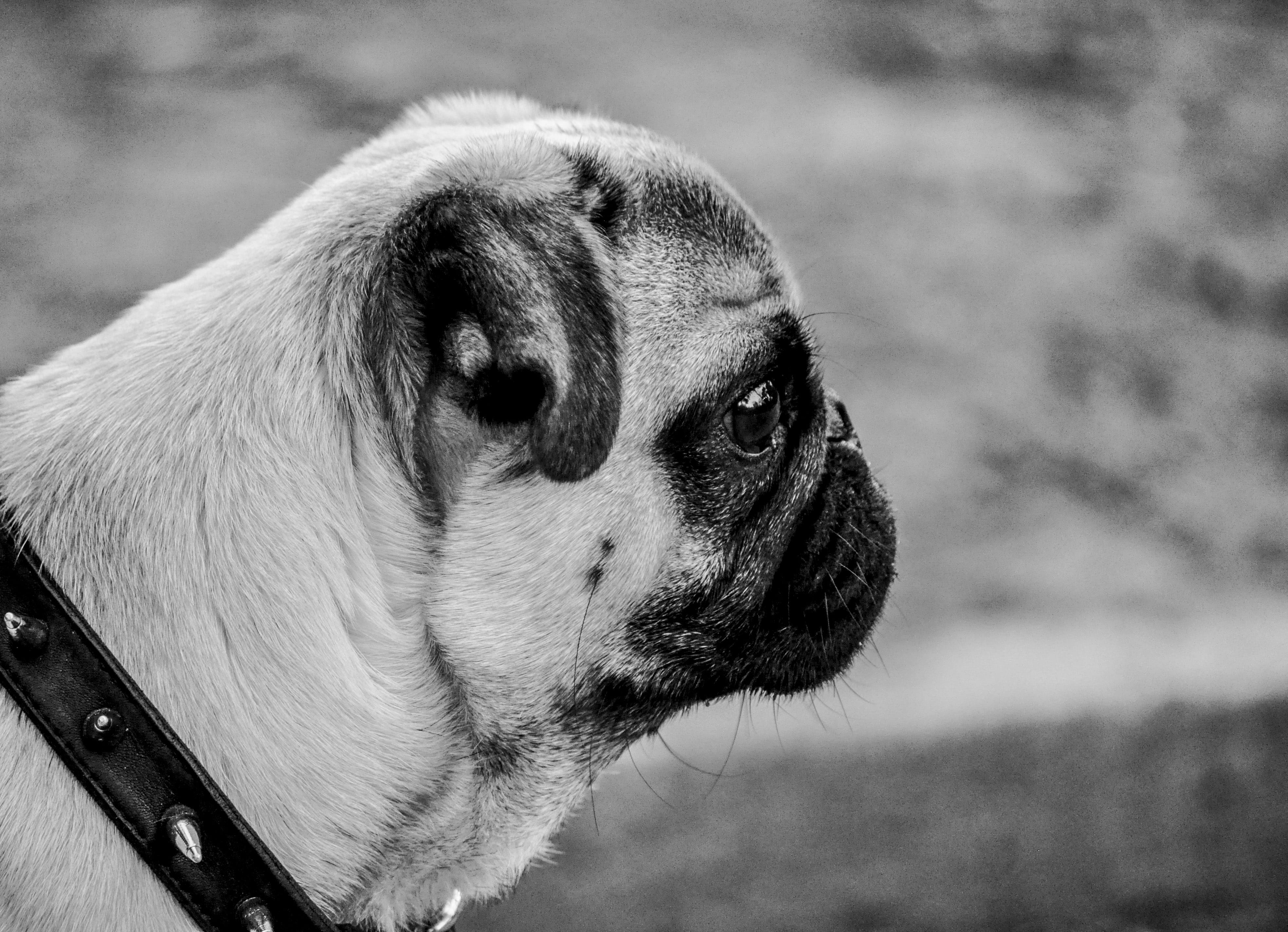 domestic animals, mammal, blurred, day, dog, fur, animal head, one animal, bandw, collar, vertebrate, photo, portrait, face, no people, lap dog, pets, background, HD Wallpaper