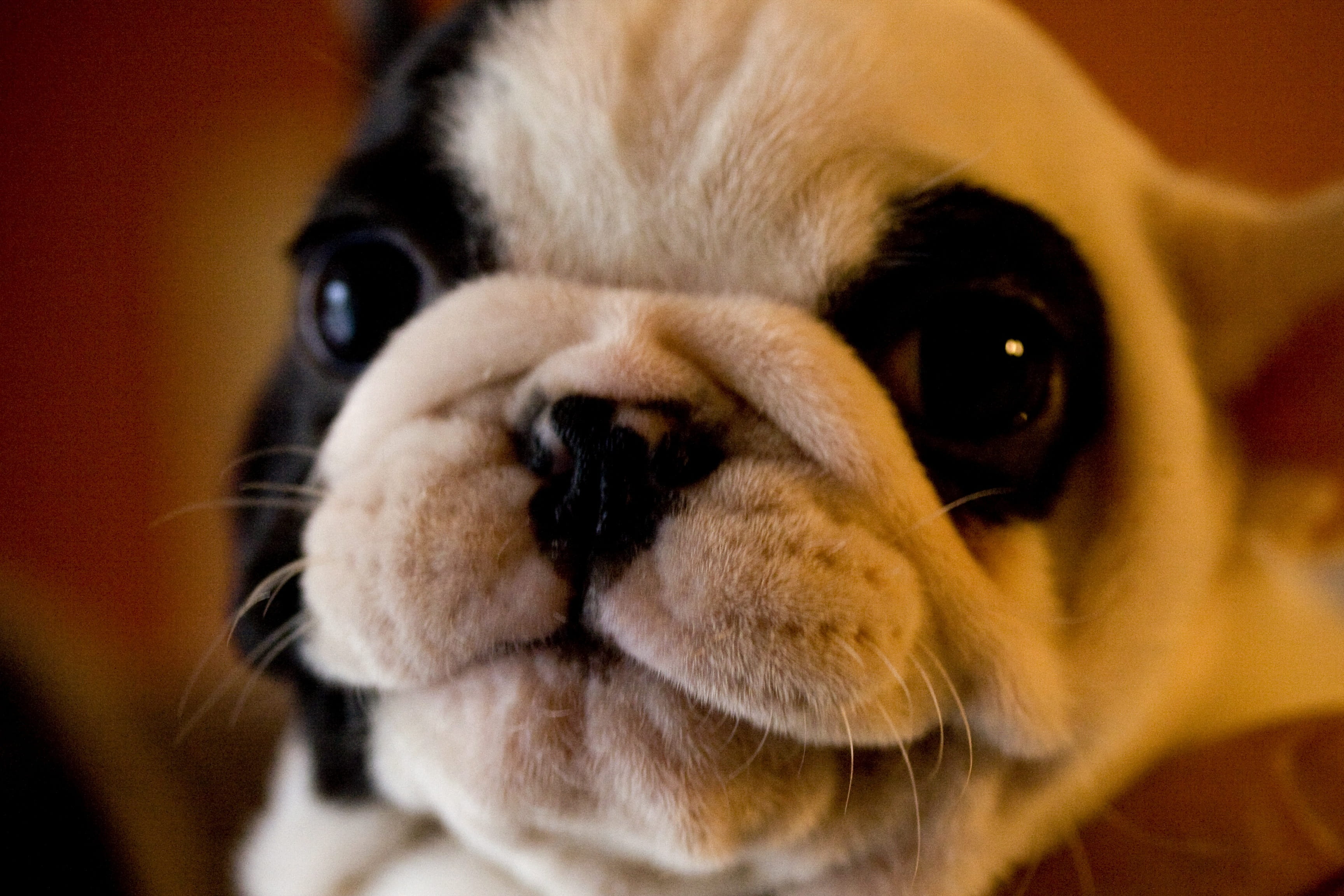 animal, portrait, puppy, friend, domestic animals, one animal, young animal, animal body part, canine, animal head, cute, domestic, snout, pets, lap dog, HD Wallpaper