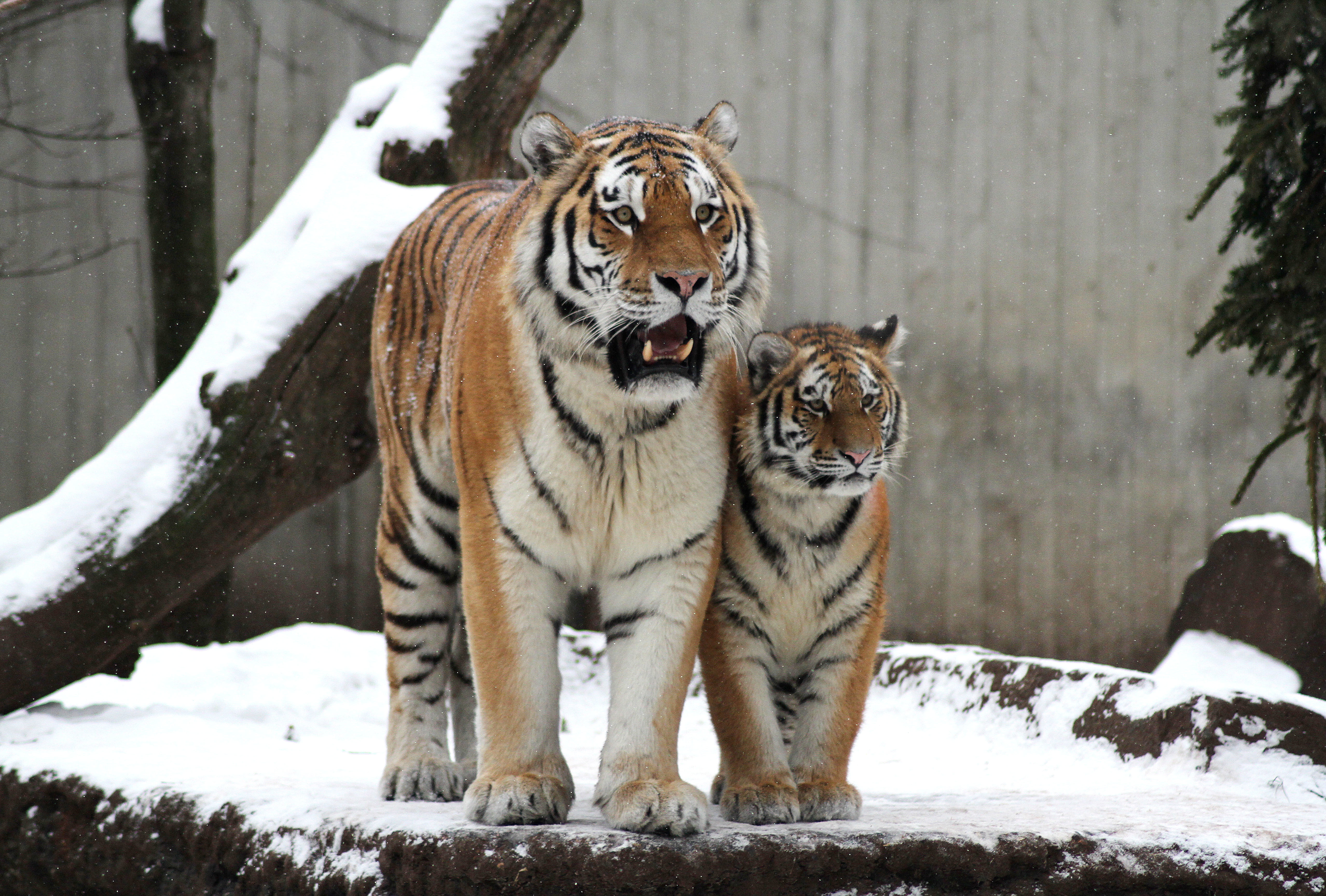 winter, asia, pair, undomesticated Cat, feline, animals Hunting, yellow, big Cat, animal wildlife, tigress, danger, tigris River, white, black, cold temperature, HD Wallpaper