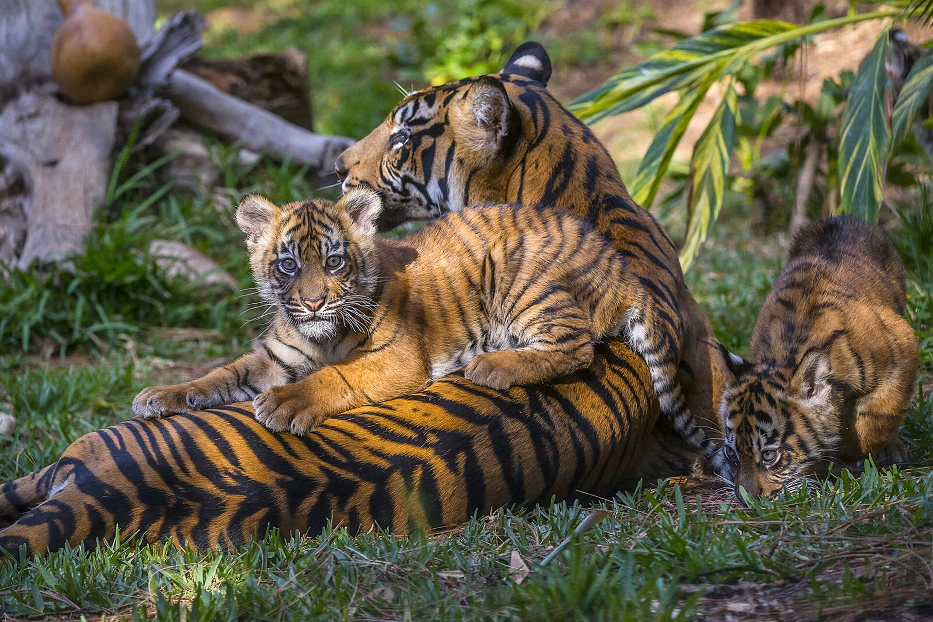 animal themes, no people, group of animals, the cubs, animal, cub, carnivora, big cat, tigers, tiger, grass, vertebrate, mammal, cat, 1080P, animal family, HD Wallpaper