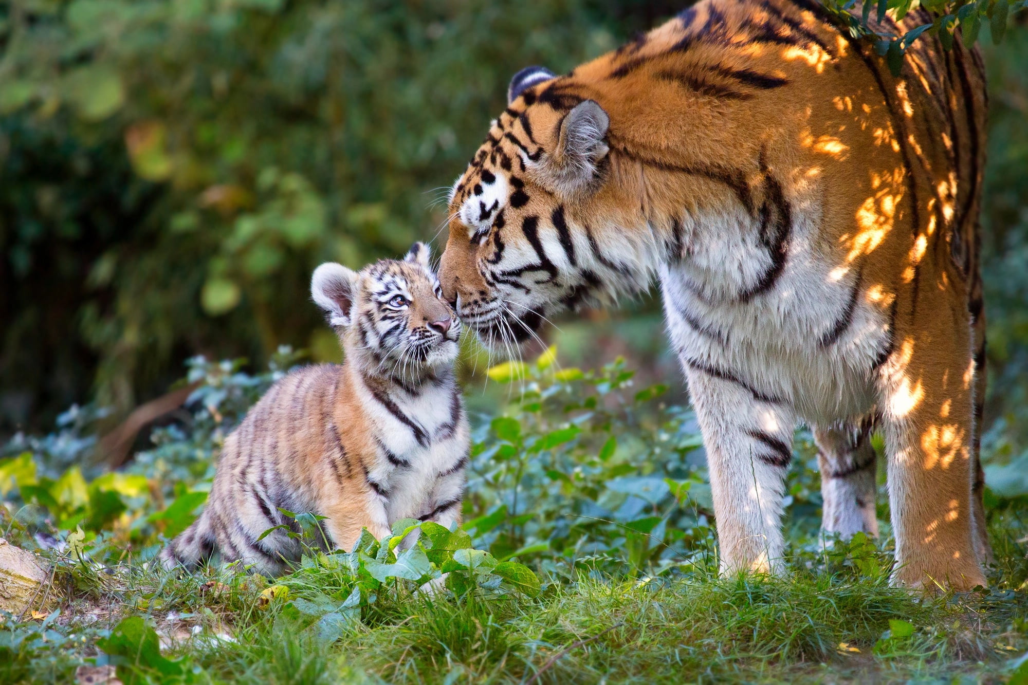 tigers, animals, tiger, tigress, 1080P, predators, nature, cub, HD Wallpaper