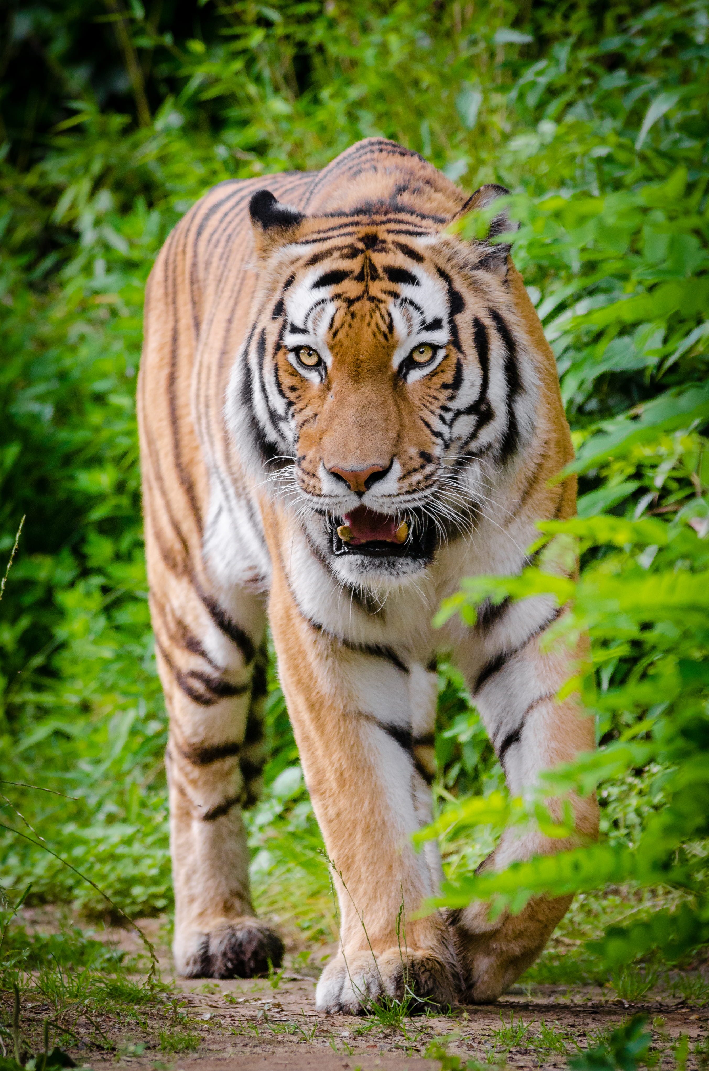 animals in the wild, whiskers, grass, striped, plant, wildlife, whisker, animal head, carnivore, 4K, feline, portrait, standing, fangs, no people, mammal, Phone HD Wallpaper