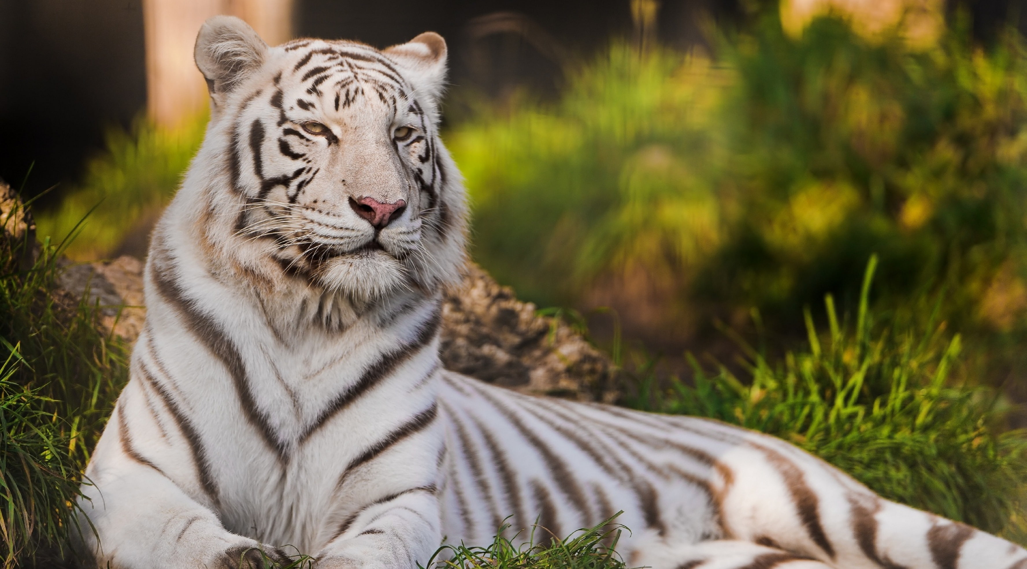 one animal, Animal, Bengal, tigress, Grass, cat, Photography, vertebrate, mammal, focus on foreground, Wild, relaxation, feline, 2K, tiger, no people, HD Wallpaper