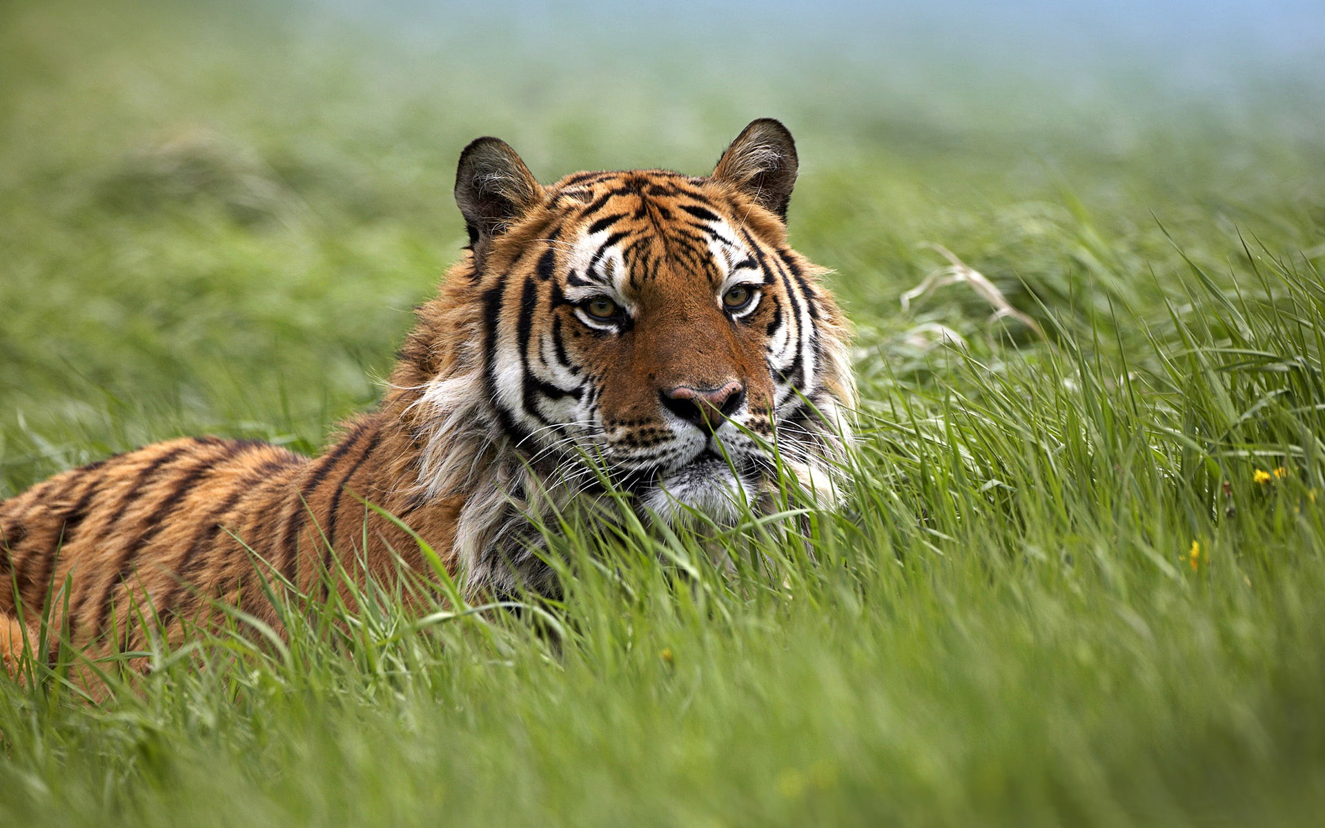 predators, trap, grass, ambush, field, tigress, traps, wildlife, the steppe, tigers, 1080P, waiting, wild cats, HD Wallpaper