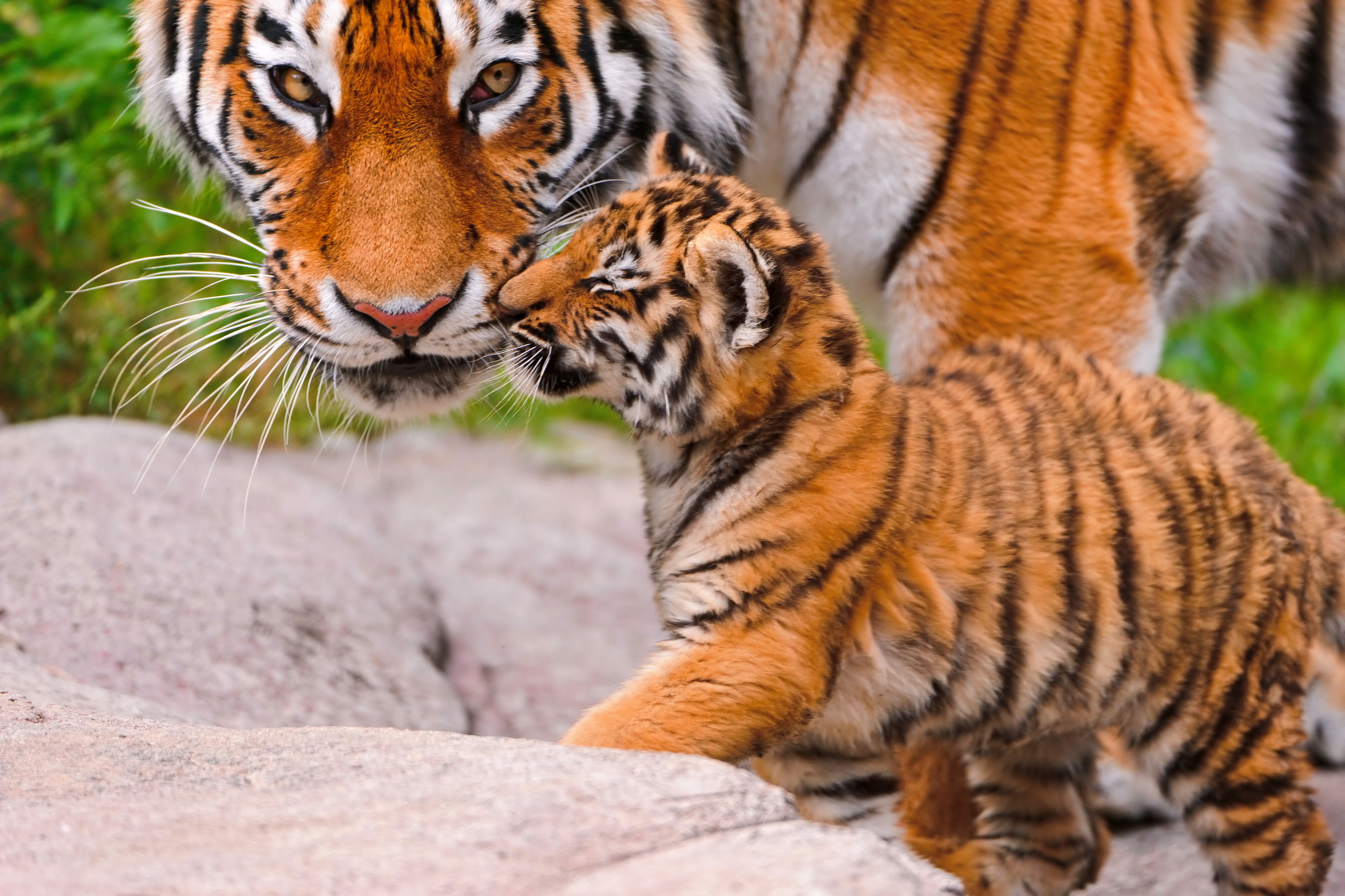 nature, animal themes, one animal, hq, looking away, animal wildlife, mammal, striped, animal, no people, 4K, feline, zoo, outdoors, big cat, HD Wallpaper