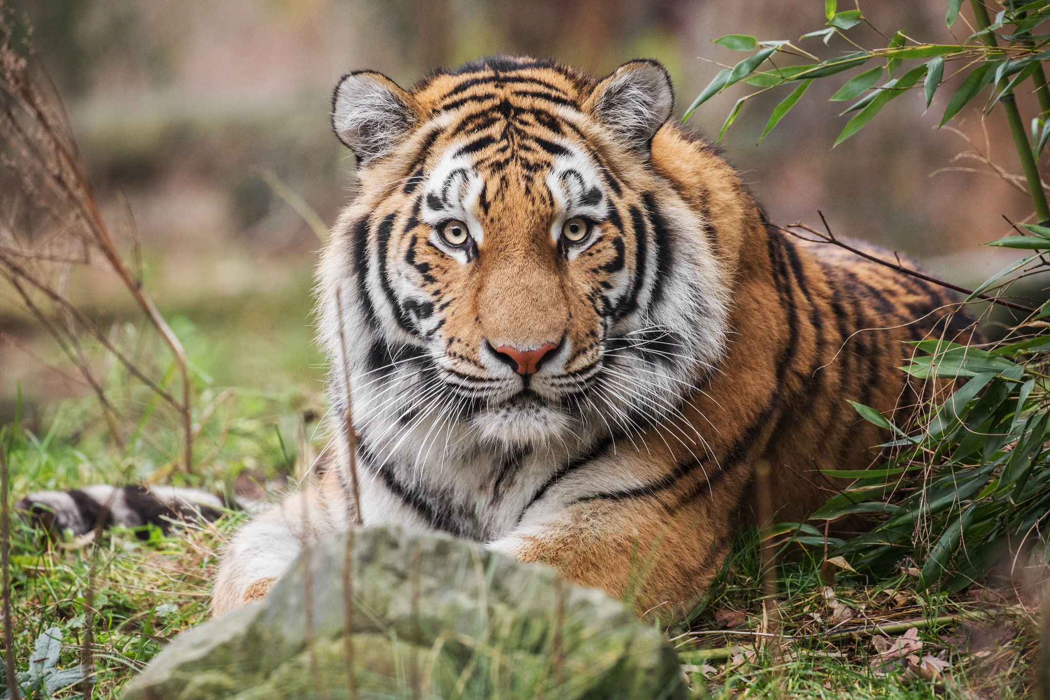 look, wild cat, 1080P, tigress, HD Wallpaper