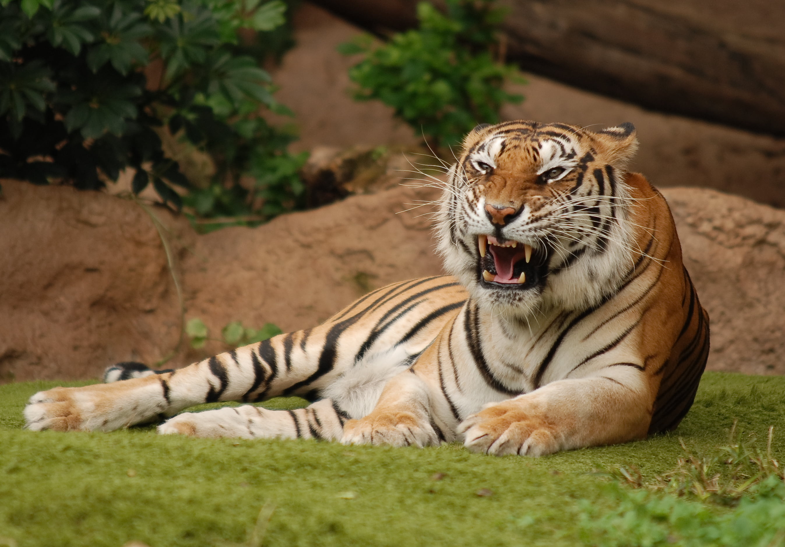 Tigress, lawn, 2K, demonstration of dissatisfaction, stay, irritation, HD Wallpaper