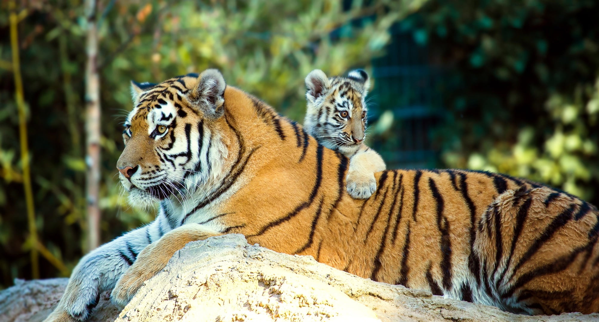 1080P, nature, cub, tiger, tigress, stone, animals, tigers, predators, HD Wallpaper