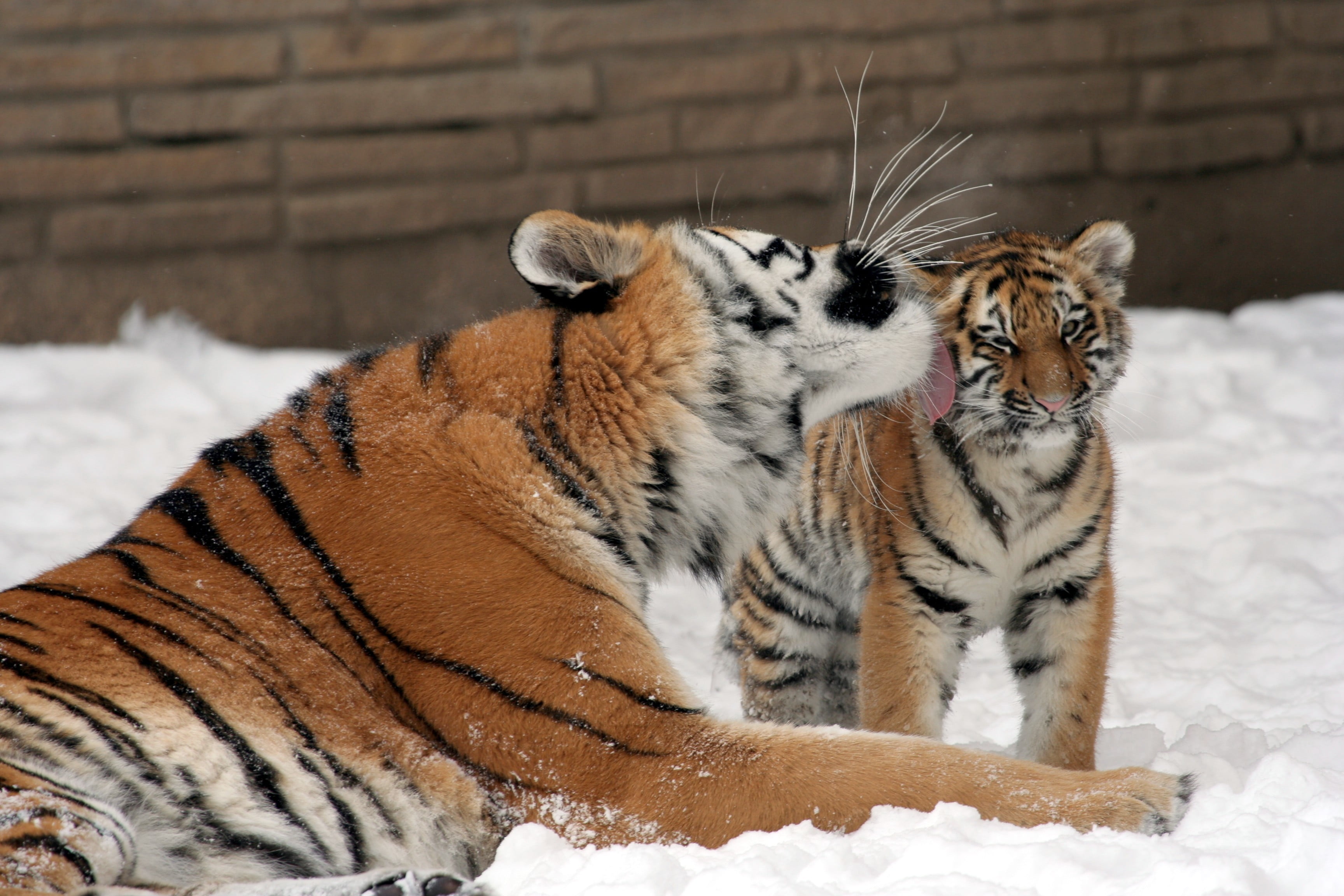 love, brown, animal, big cat, snow, tiger, animals in the wild, family, feline, Amur, winter, 2K, vertebrate, cub, cat, whisker, cold temperature, no people, HD Wallpaper